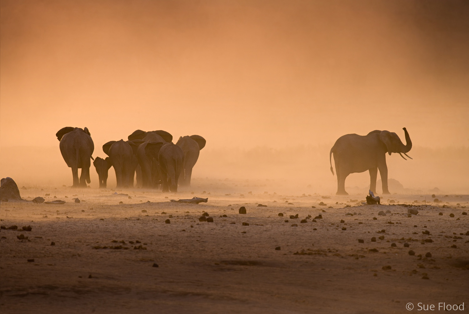 Elephant herd at sunset in dust storm, Hwange National Park, Zimbabwe