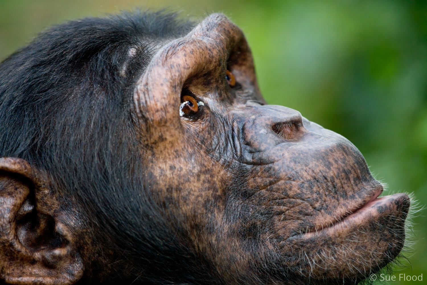 Chimpanzee, Ngamba Island, Uganda