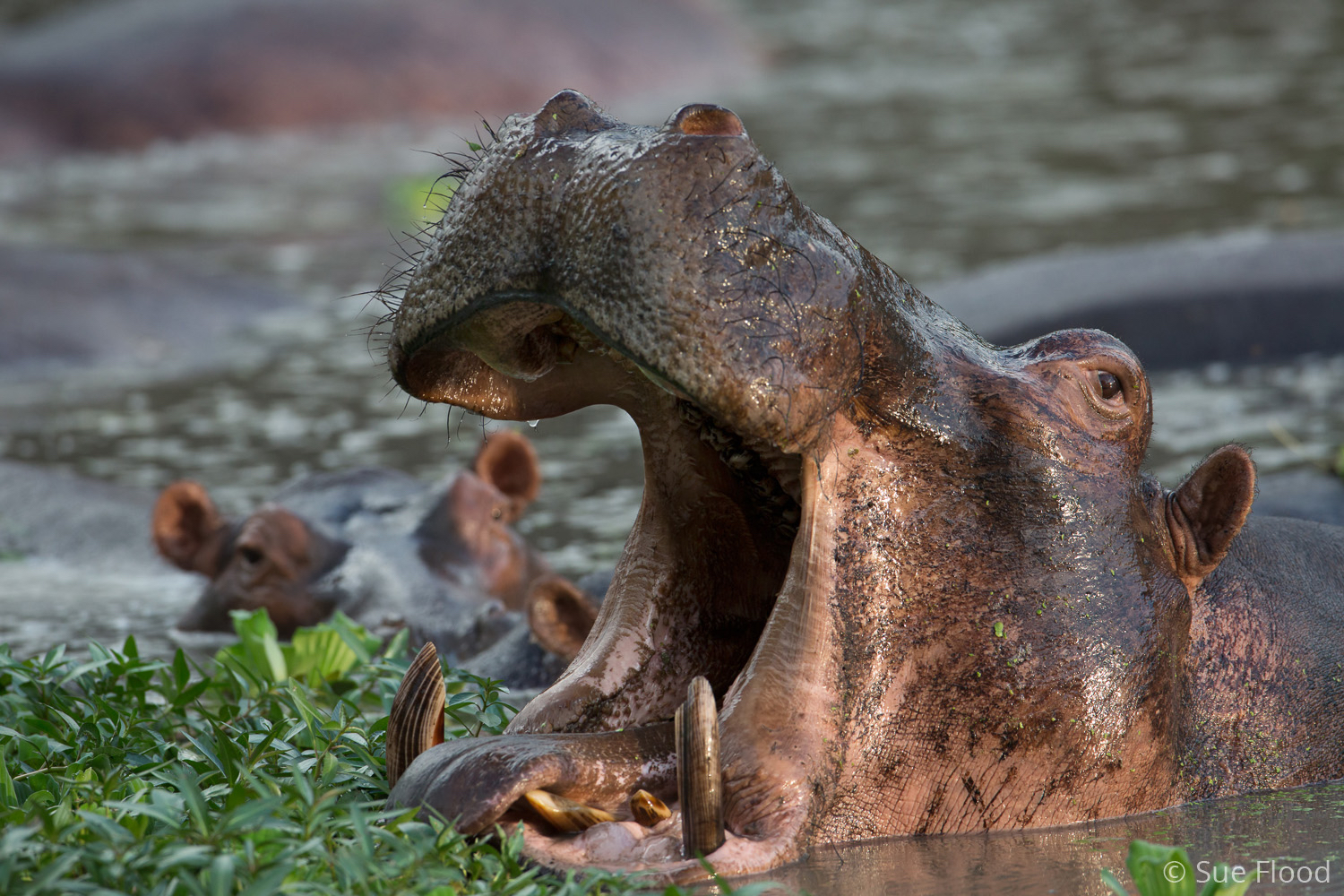 Hippo, South Luangwa National Park, Zambia