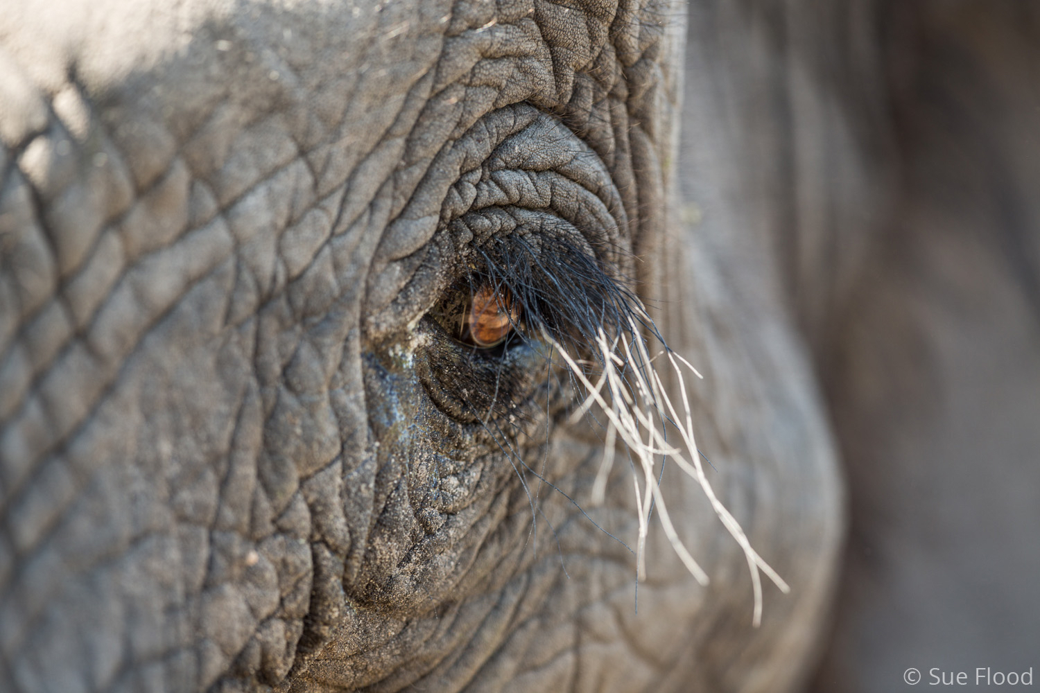 Close up elephant eye, Abu Camp, Okavango Delta, Botswana