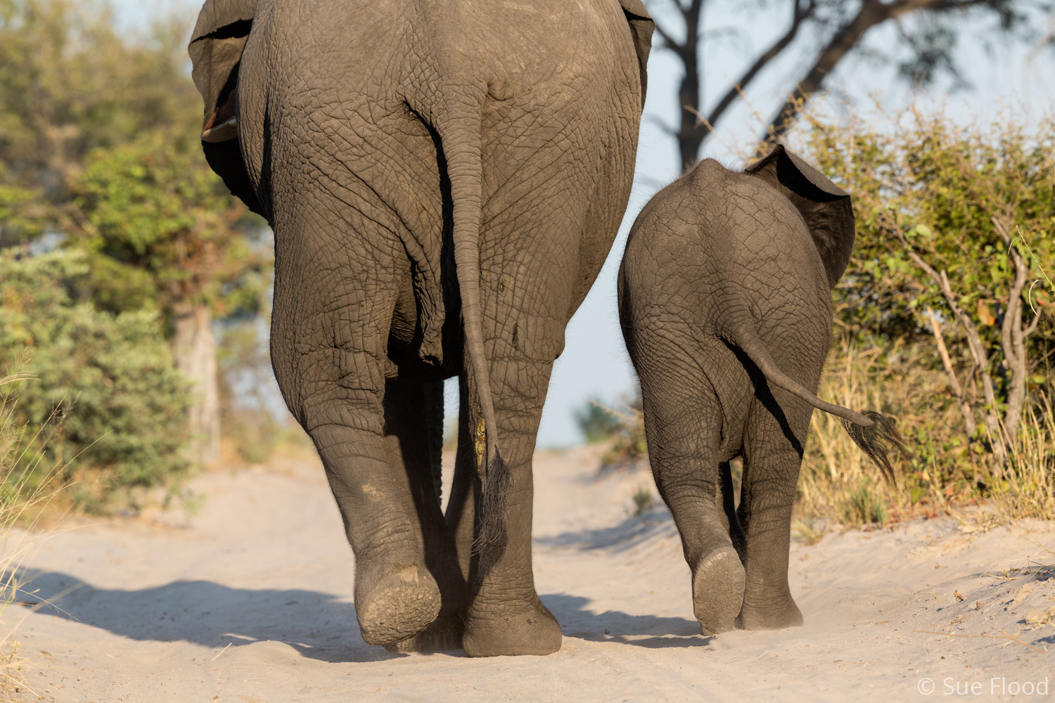 Elephant mother and her calf, Abu Camp, Okavango Delta, Botswana