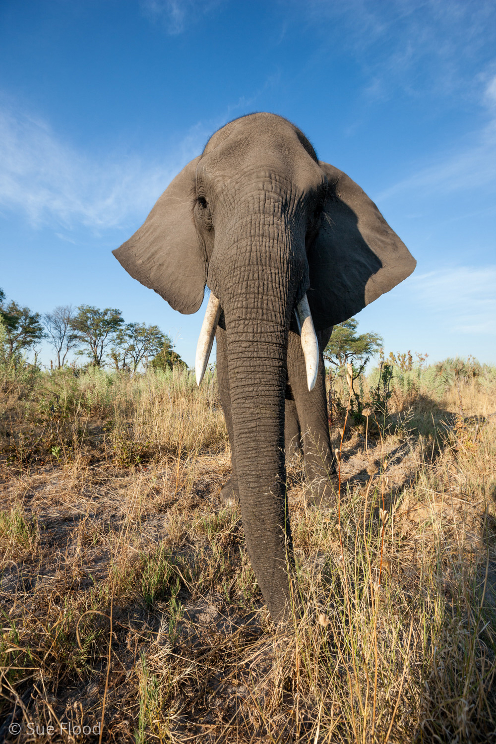 Elephant, Abu Camp, Okavango Delta, Botswana