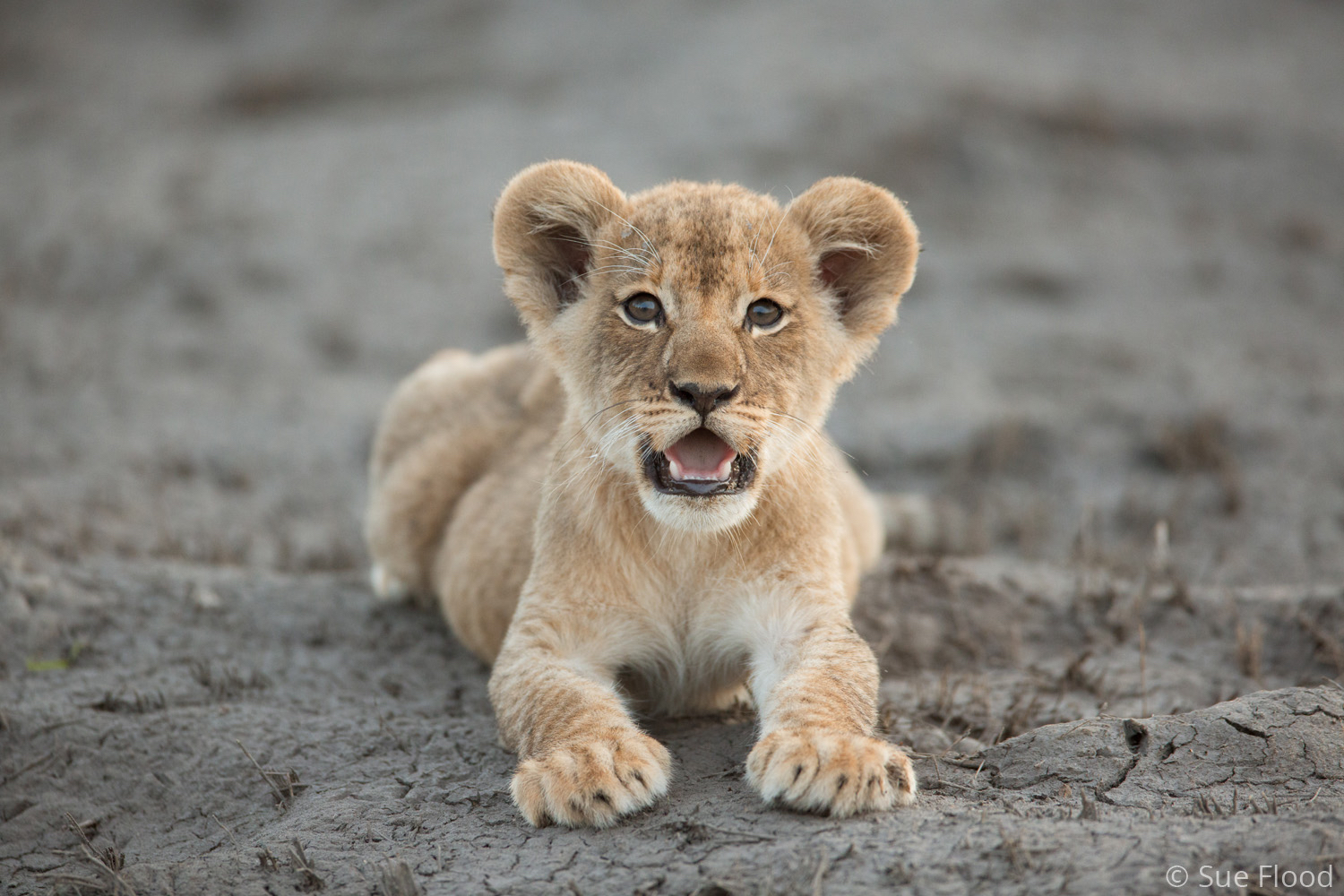 Lion cub, Okavango delta, Botswana