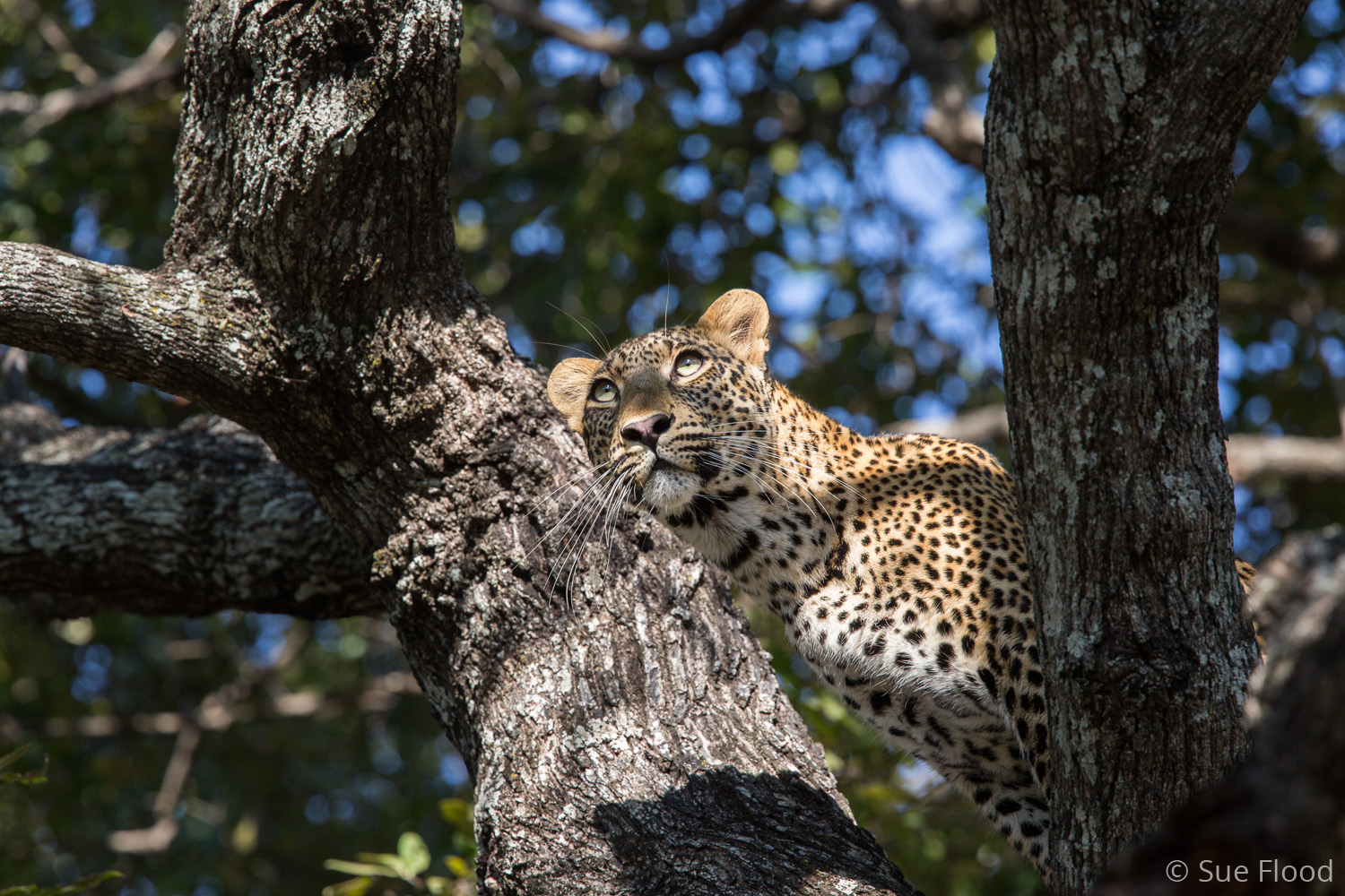 Leopard, South Luangwa National Park, Zambia