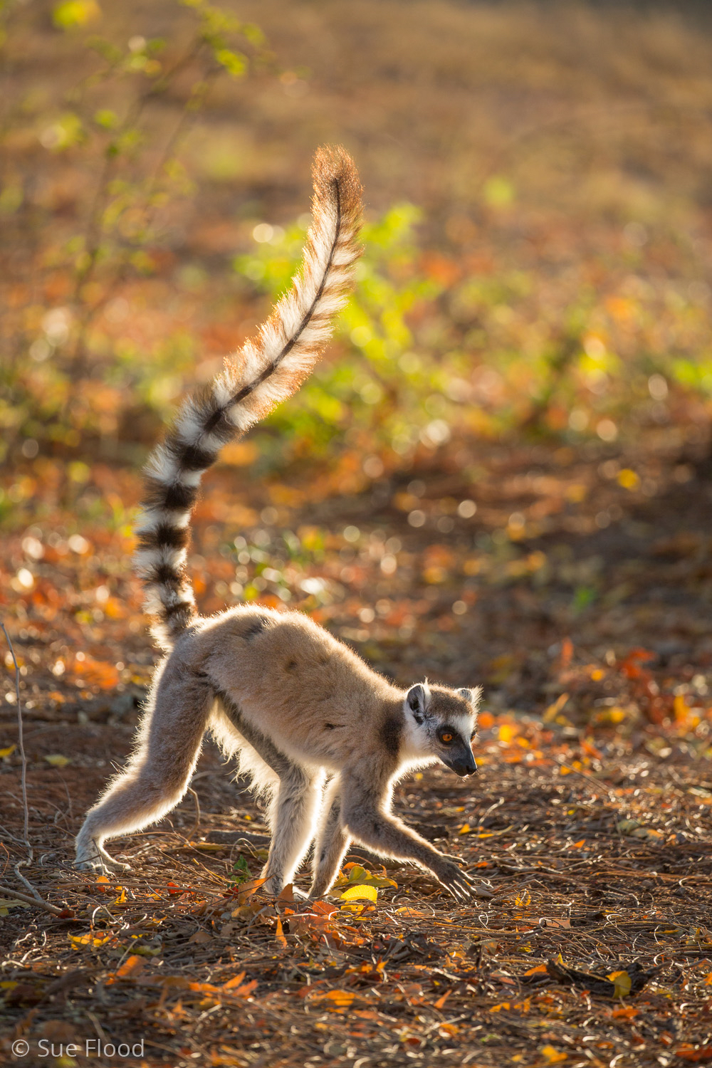 Ring-tailed lemurs, Berenty, Madagascar