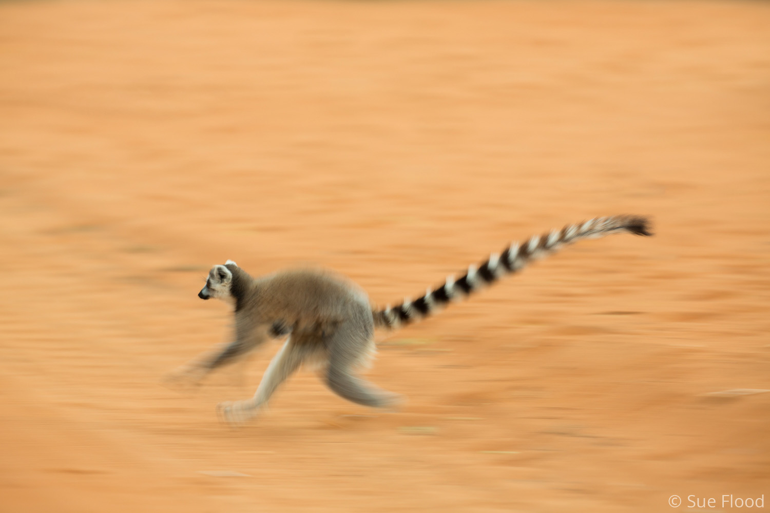 Ring-tailed lemurs, Berenty, Madagascar