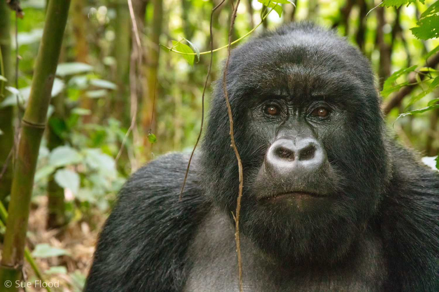 Portrait of Silverback gorilla, Virunga National Park, Rwanda