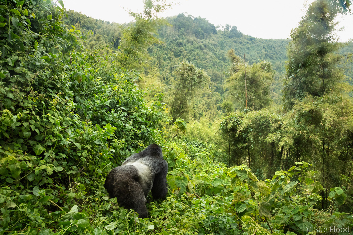 Silverback gorilla, Virunga National Park, Rwanda