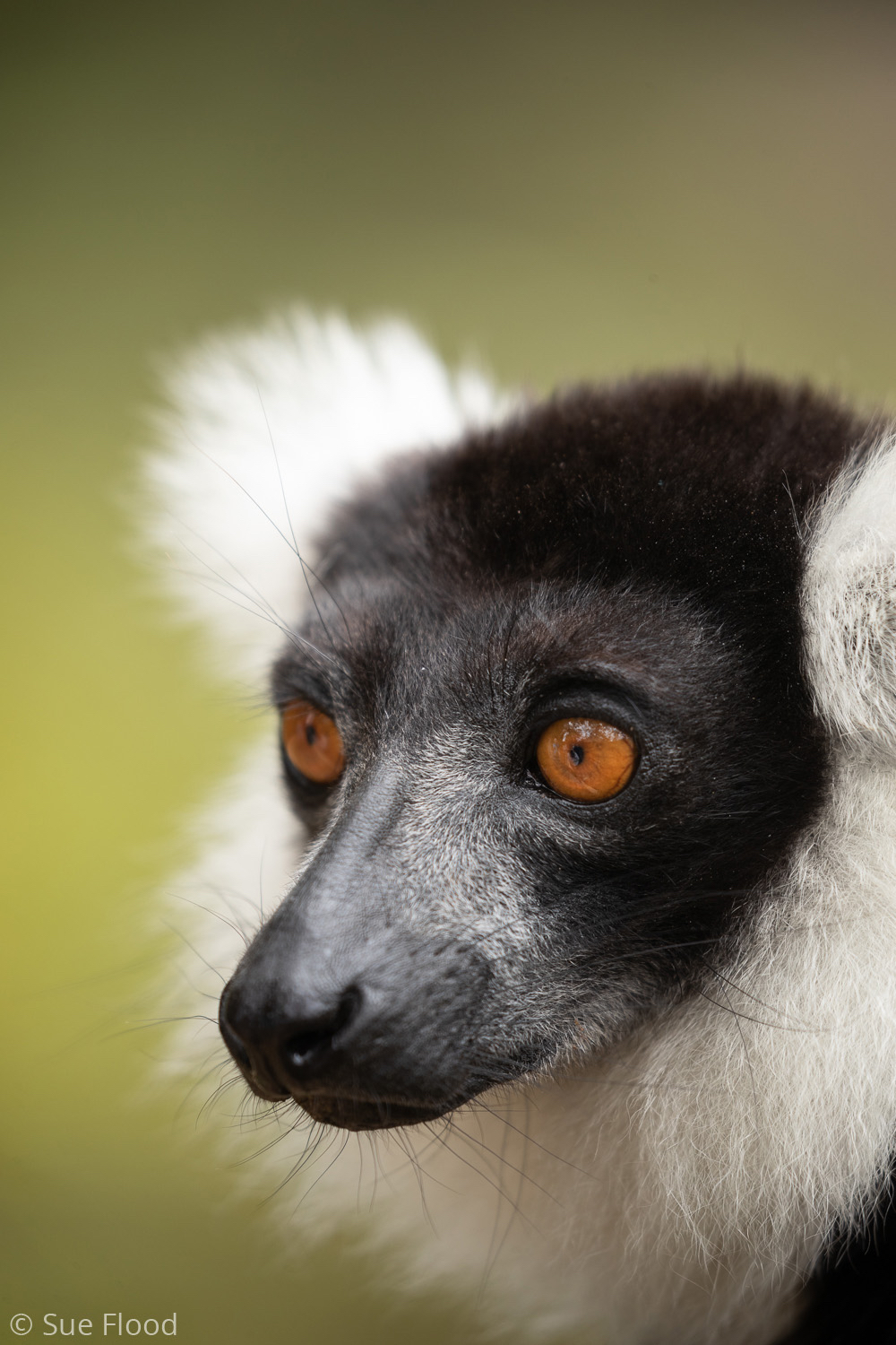 Black and white ruffed lemur, Madagascar