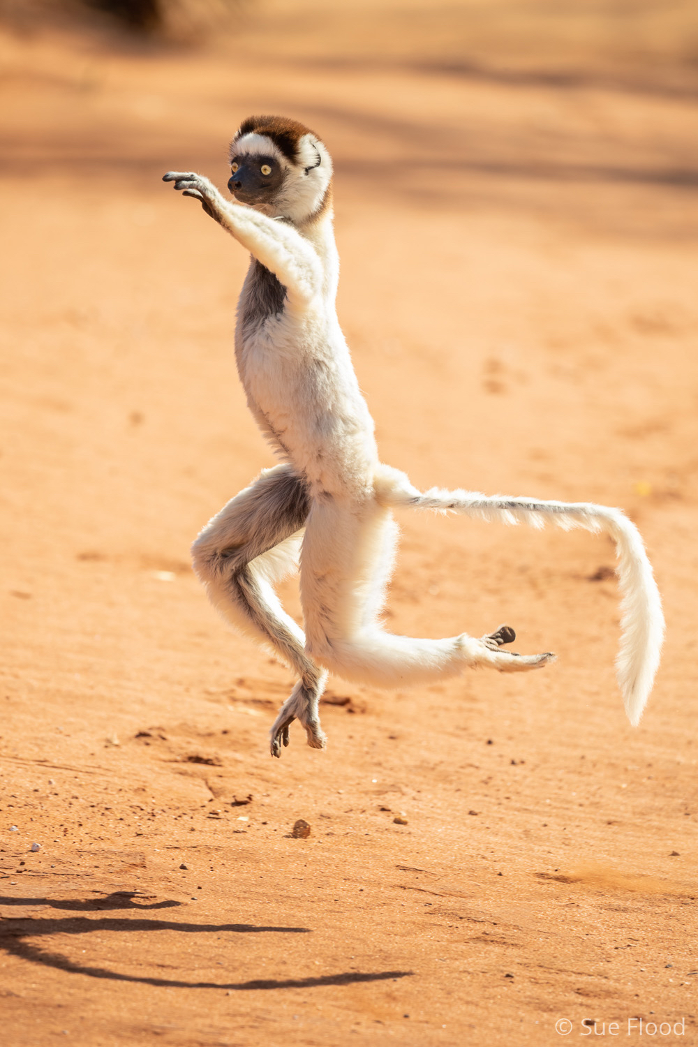 Verreaux’s Sifaka, Berenty, Madagascar