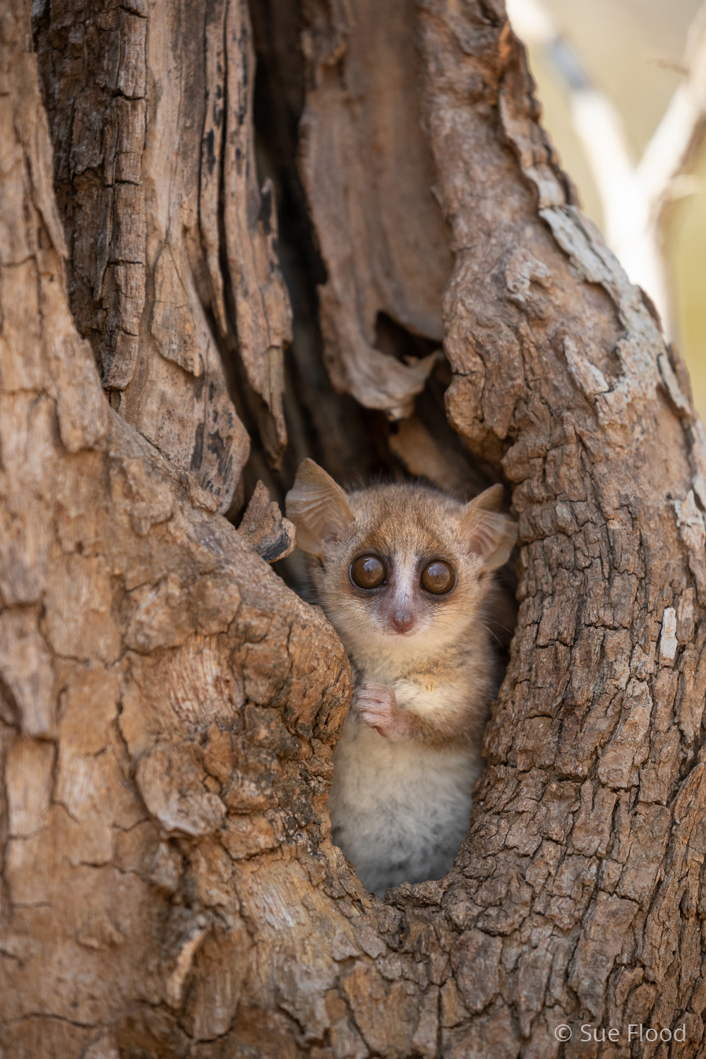Mouse lemur, Kirindy National Park, Madagascar