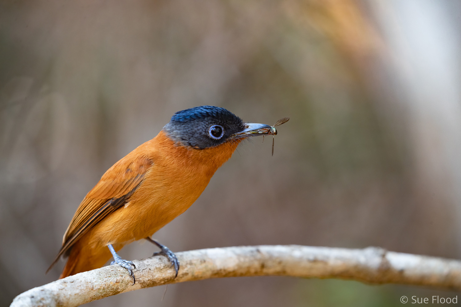 Malagasy Paradise flycatcher, Kirindy, Madagascar