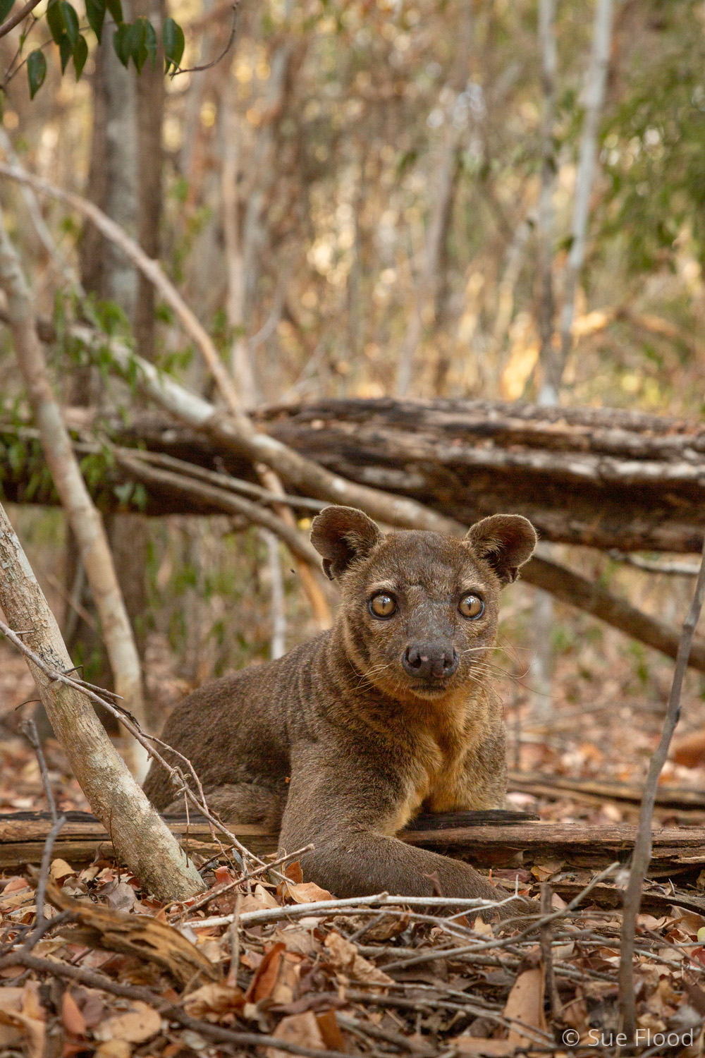 Fossa, Kirindy, Madagascar