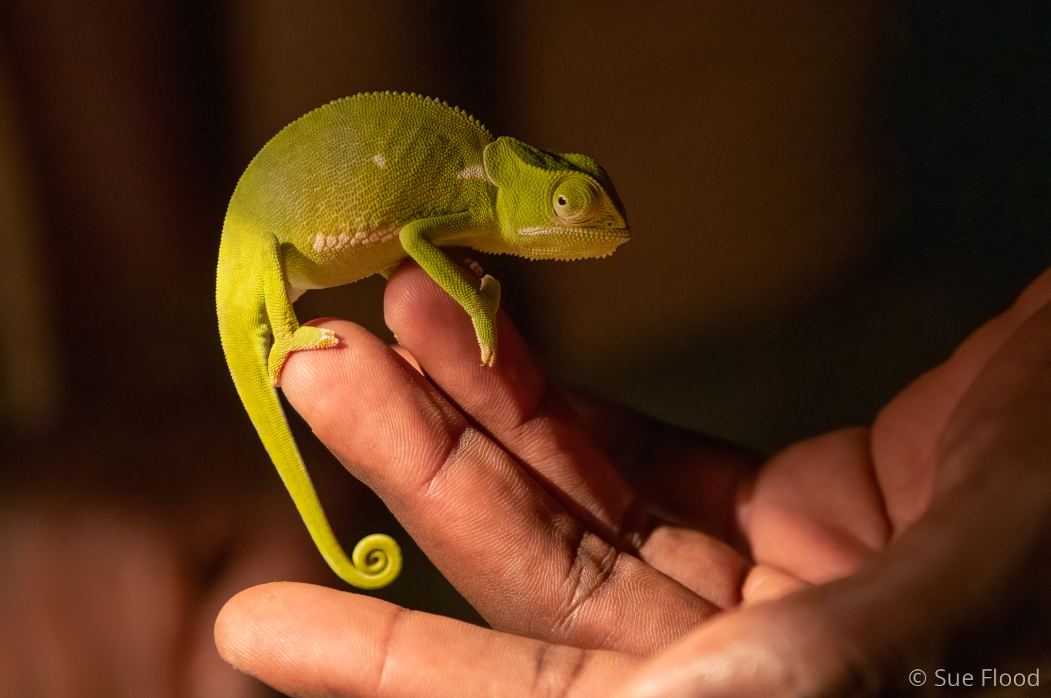 Chameleon, South Luangwa National Park, Zambia