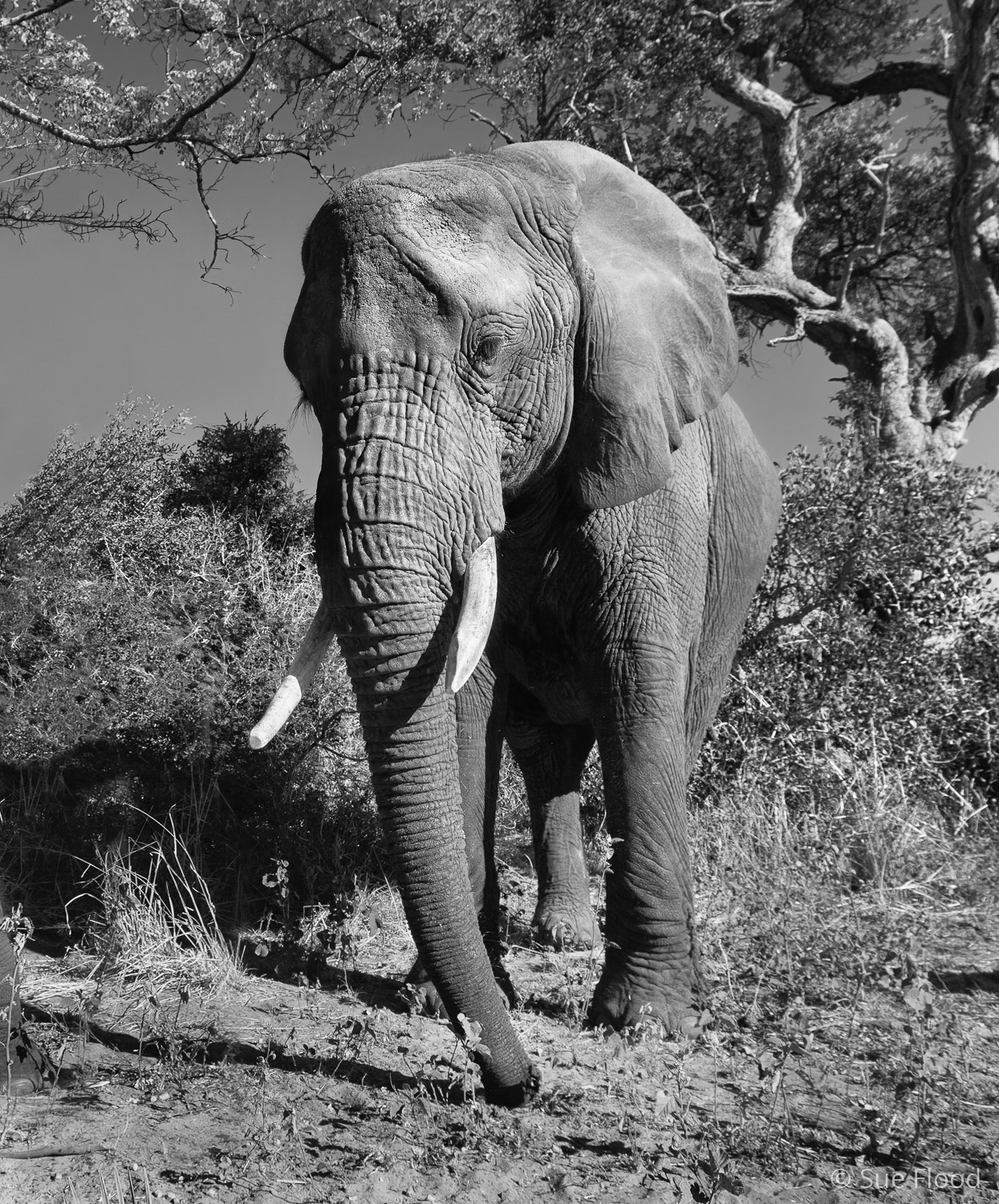 Elephant, Abu Camp, Okavango Delta, Botswana