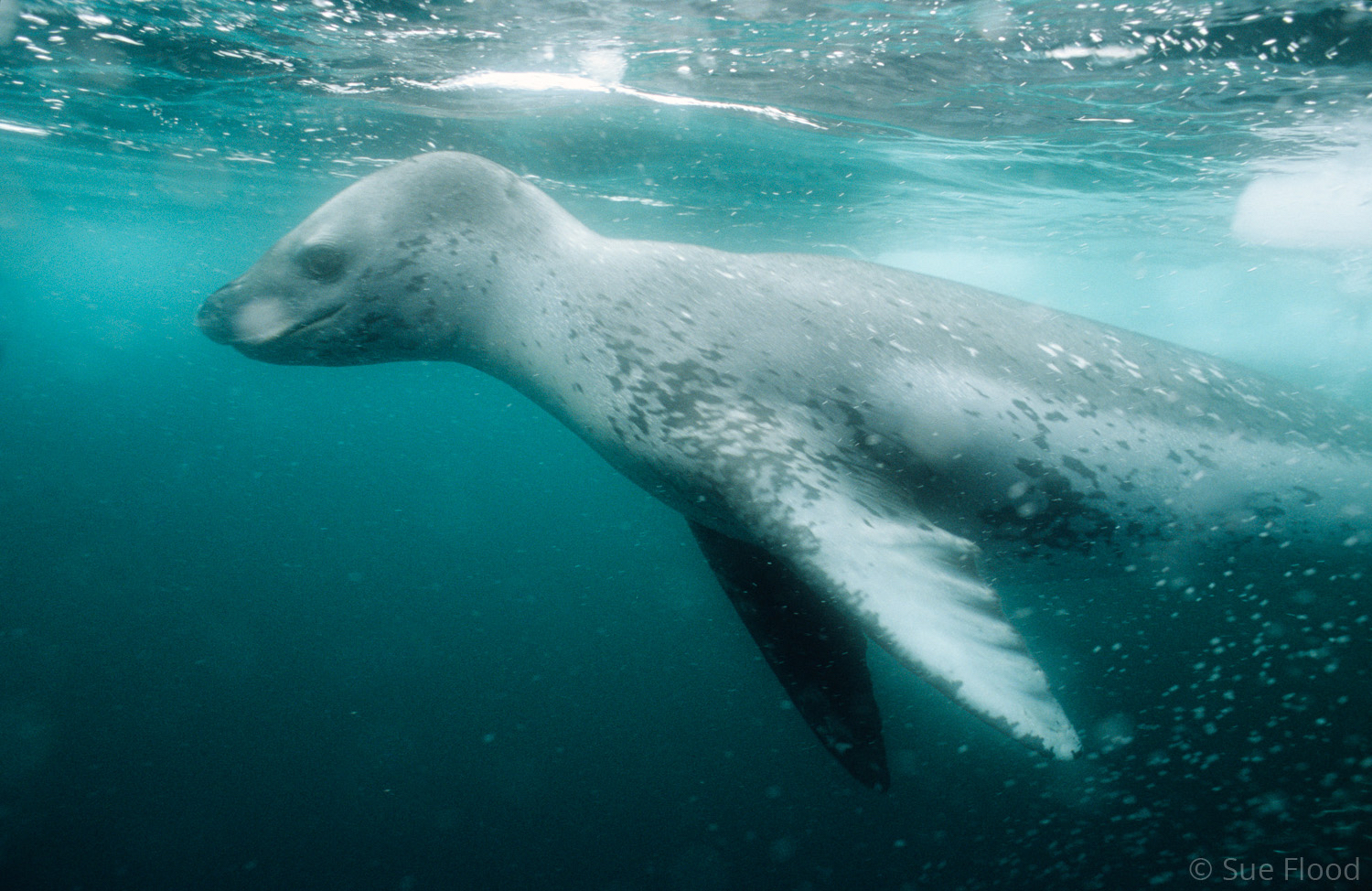 Leopard seal, Antarctic peninsula