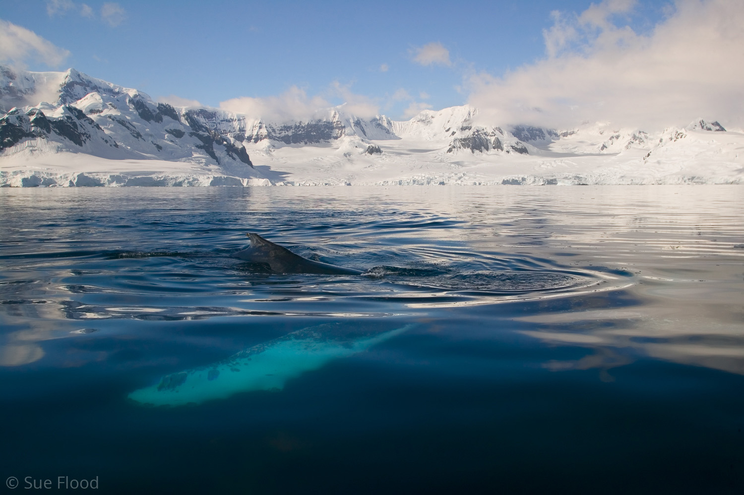 Humpback whale, Wilhemina Bay, Antarctic peninsula