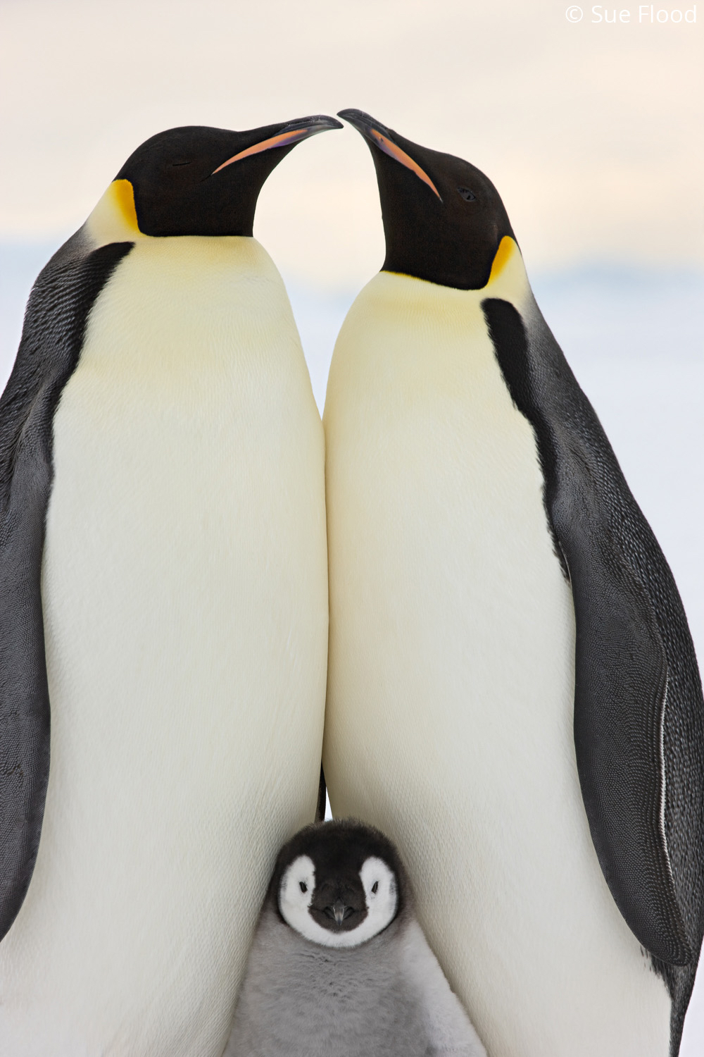 Emperor penguin adults with their chick, Snow Hill island, Weddell Sea, Antarctica