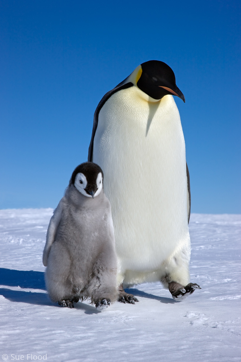 Emperor penguin adult with chick, Snow Hill island, Weddell Sea, Antarctica