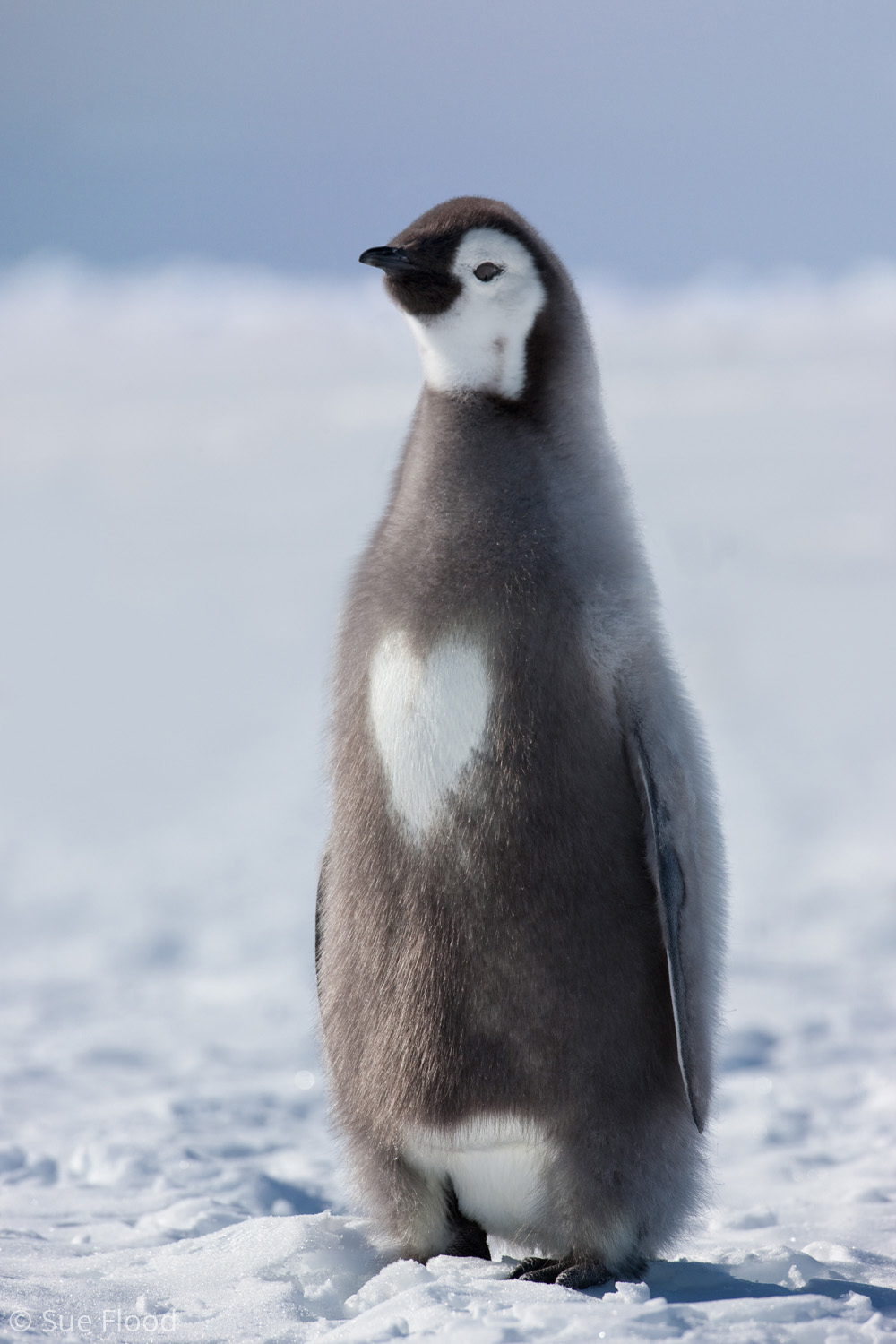 Emperor penguin chick with naturally occurring heart pattern, Cape Washington, Antarctica