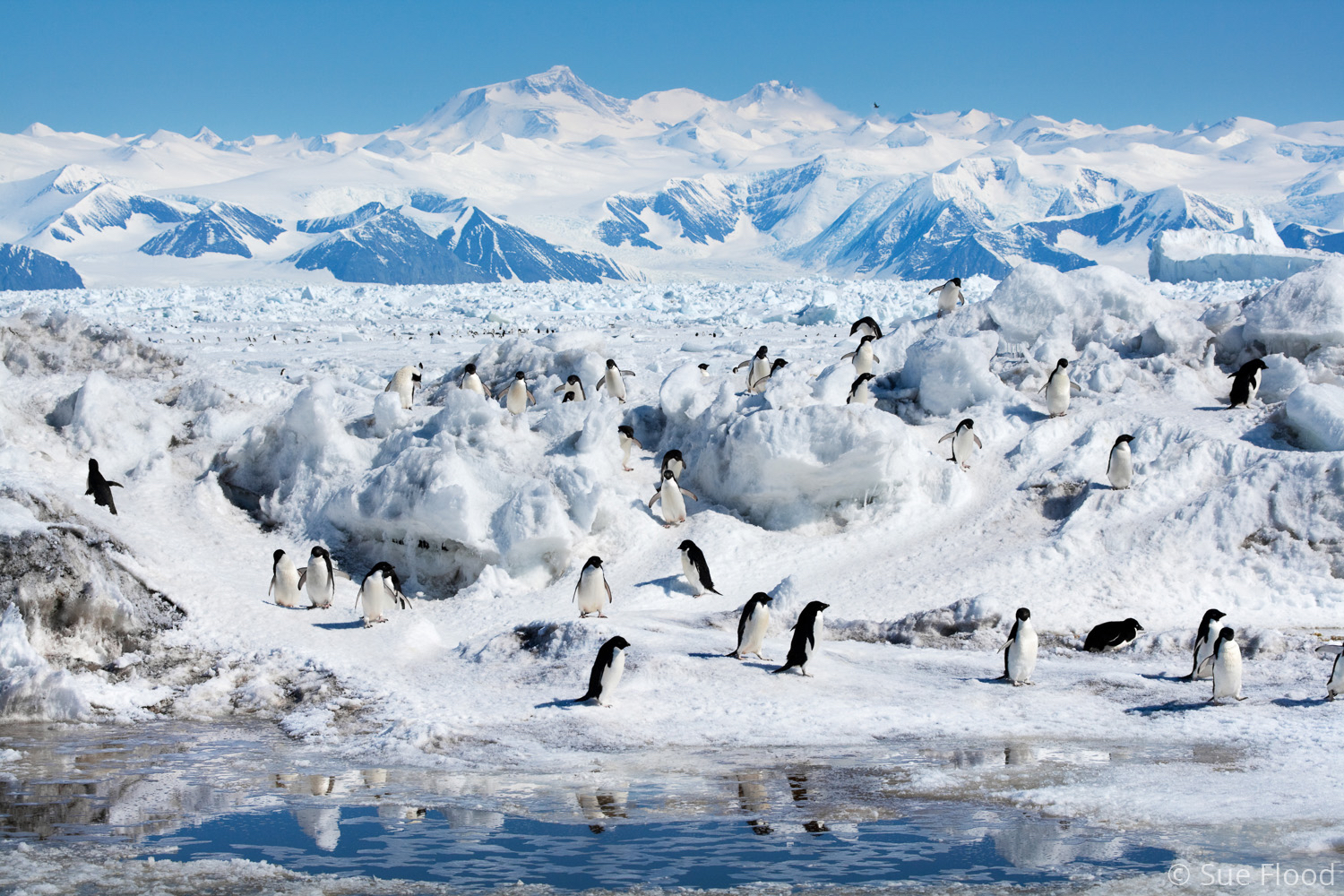 Adelie penguin colony at Cape Adare, Ross Sea, Antarctica