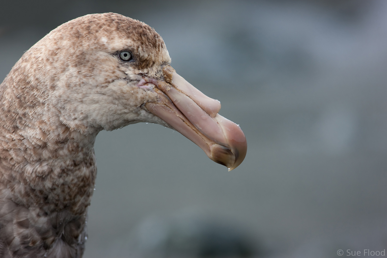 Giant petrel, Macquarie Island, Australian sub Antarctic islands.