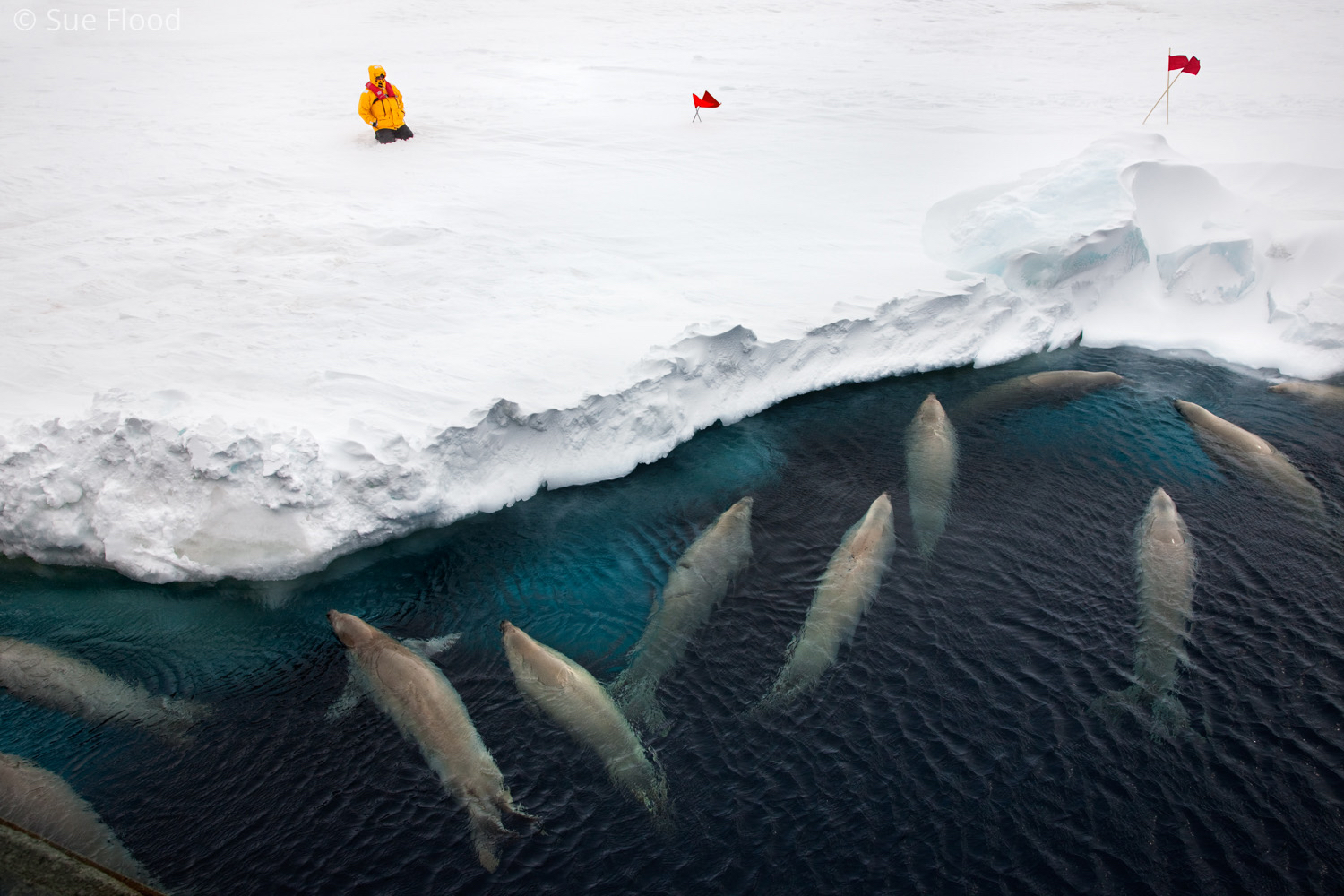 Crabeater seals and passenger, Antarctic peninsula