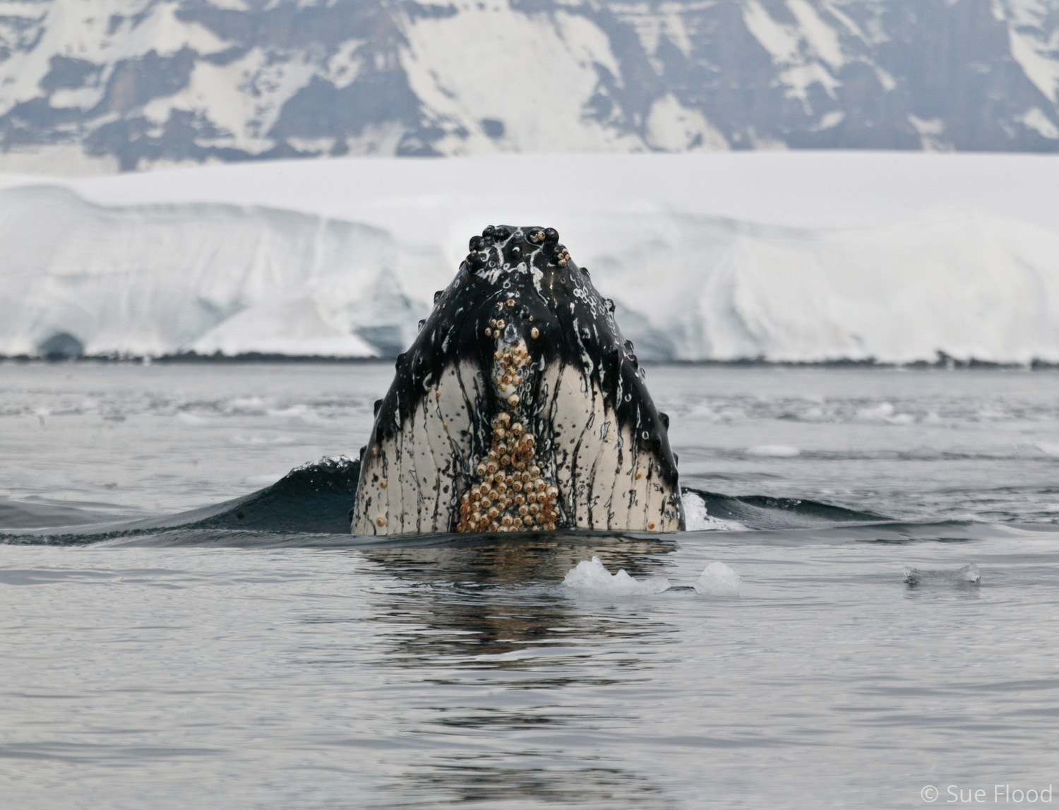 Humpback whale surfacing, Antarctic peninsula