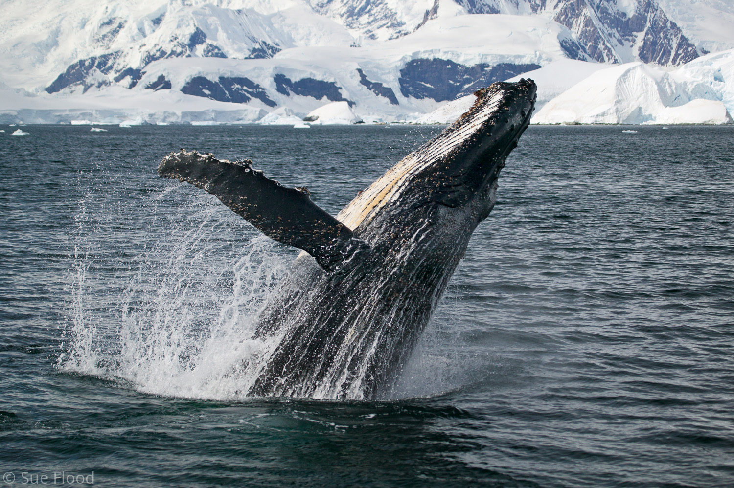 Breaching humpback whale, Wilhemina Bay, Antarctic peninsula