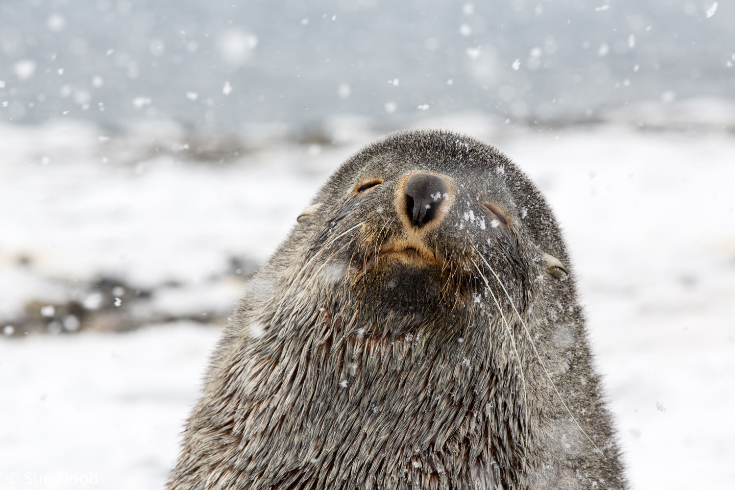 Fur seal in snow, South Georgia