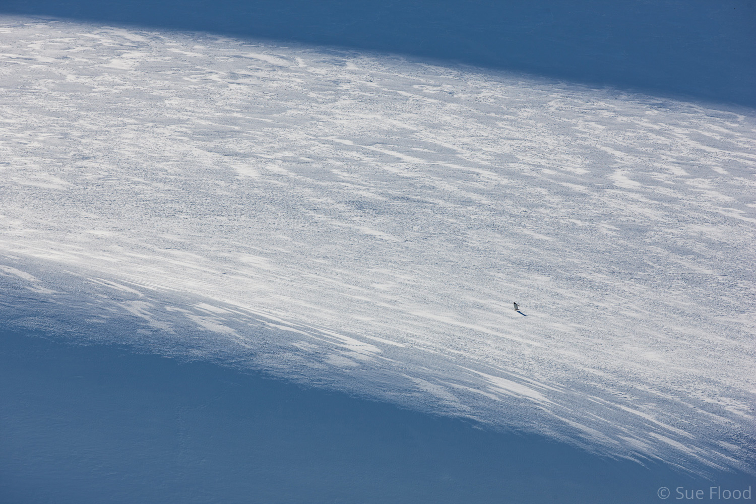 Gentoo penguin walking up snowy slope, Antarctic peninsula