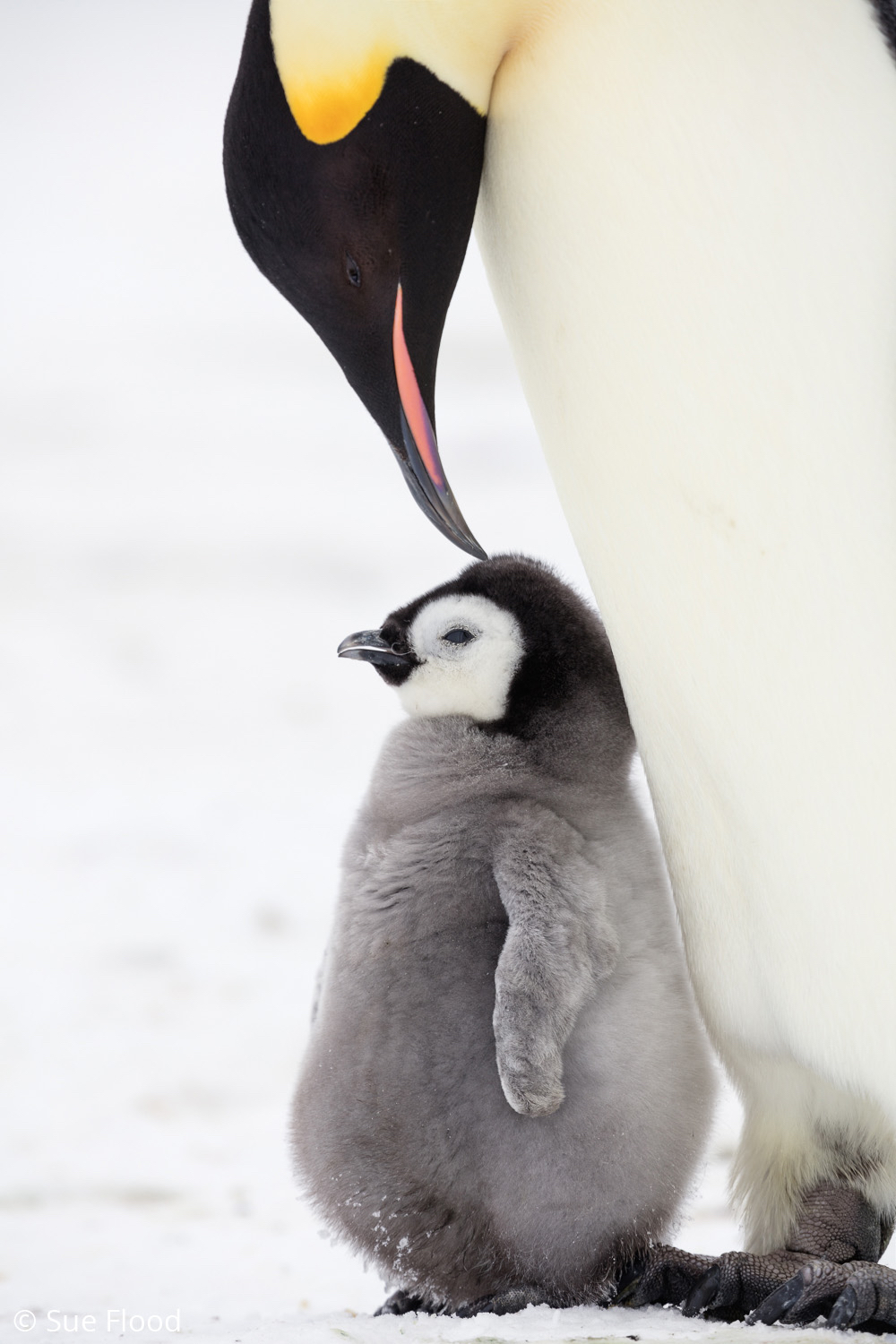 Emperor penguin with chick, Gould Bay, Weddell Sea, Antarctica