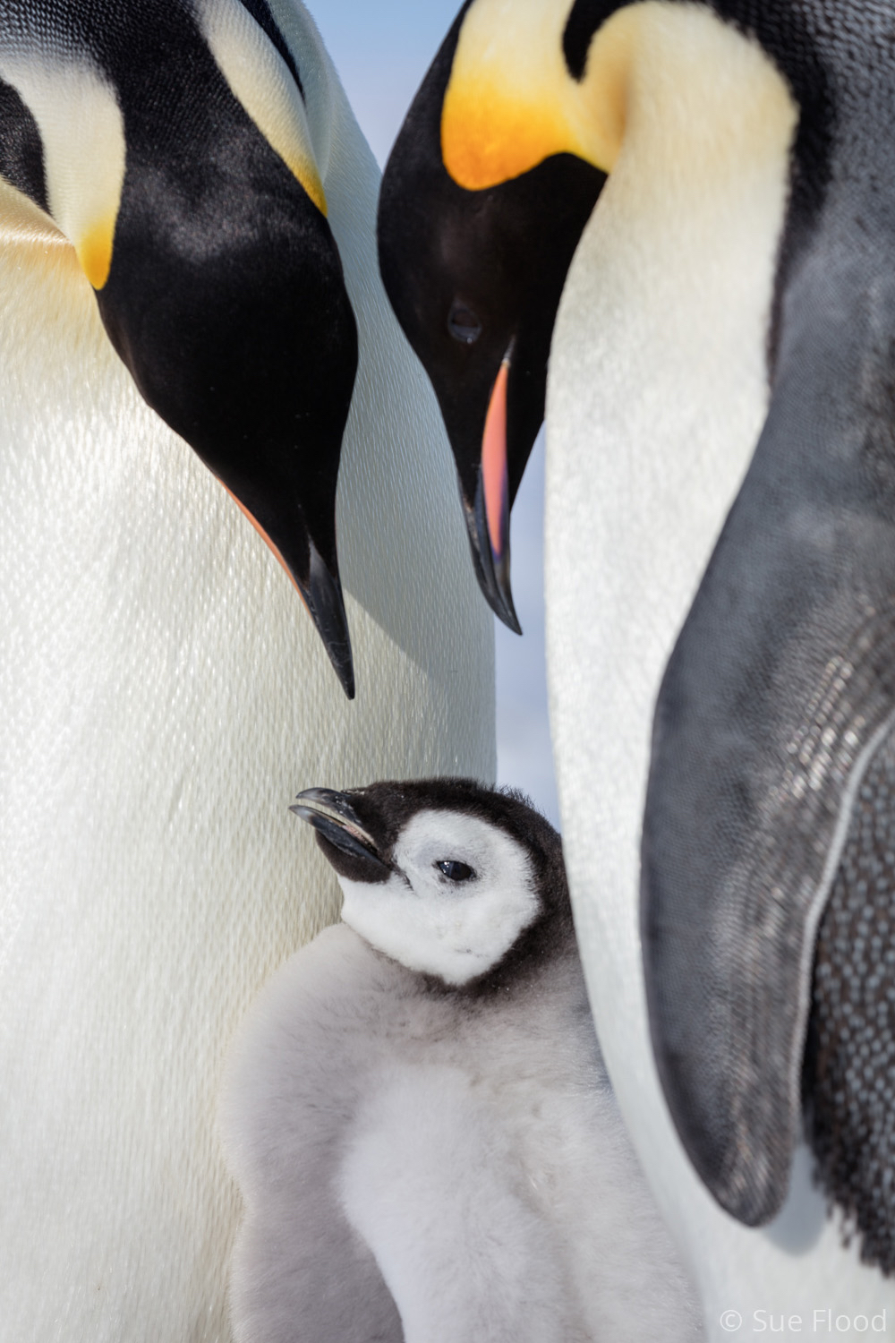 Emperor penguins with chick, Gould Bay, Weddell Sea, Antarctica