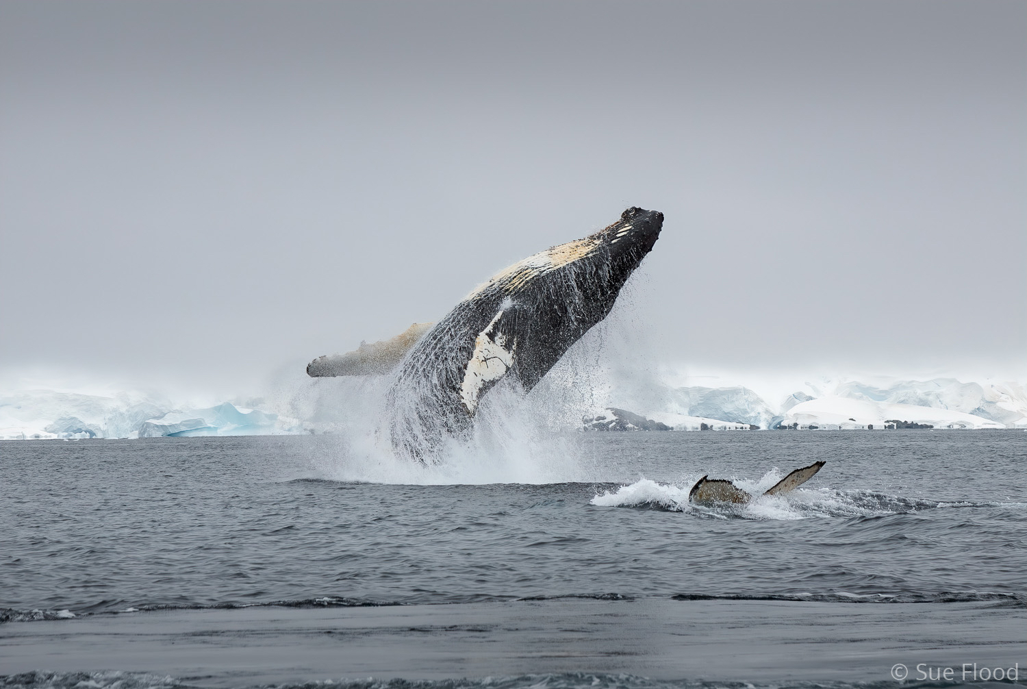 Breaching humpback whale, Antarctic peninsula