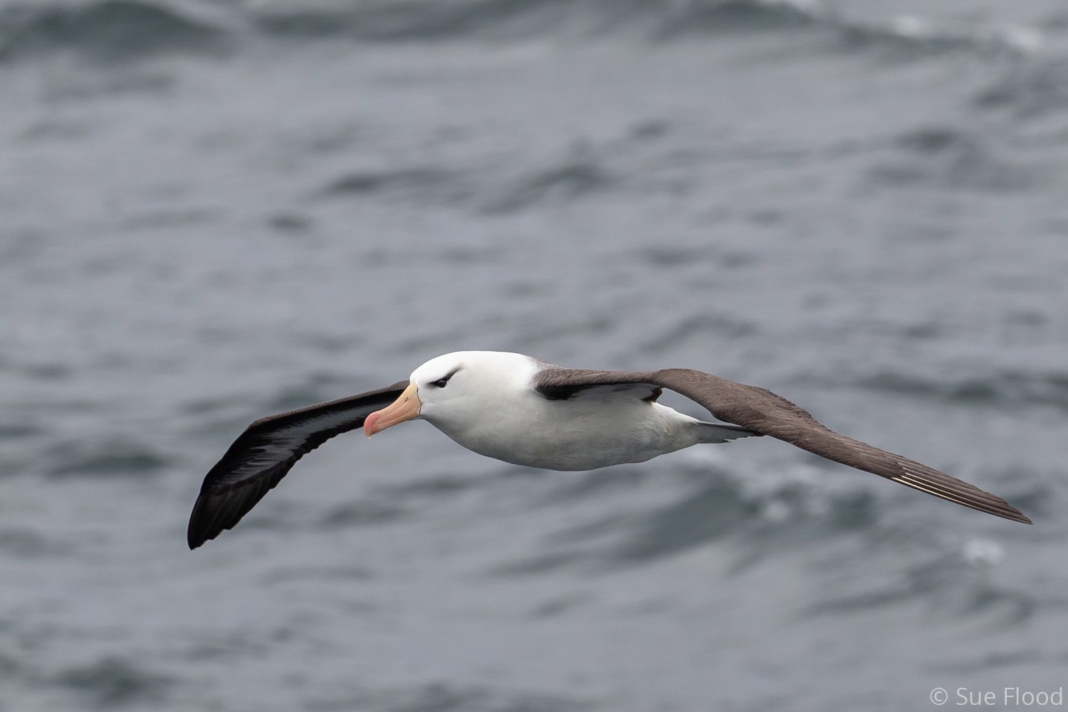 Black-browed albatross