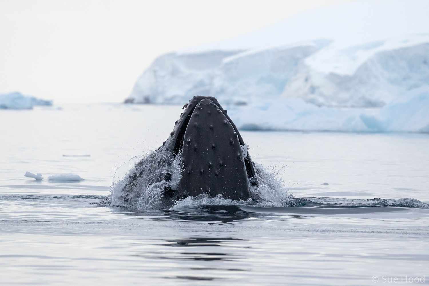 Lunge-feeding humpback whale, Antarctic peninsula