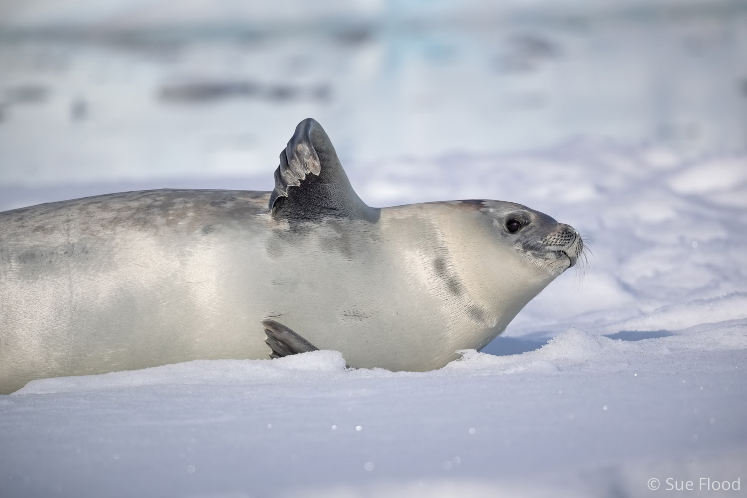 Crabeater seal, Hanusse Bay, Antarctic peninsula