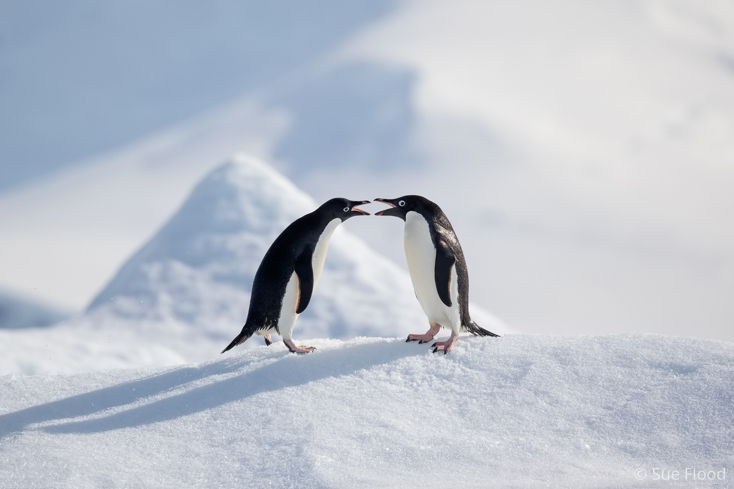 Adelie penguins, Antarctic peninsula