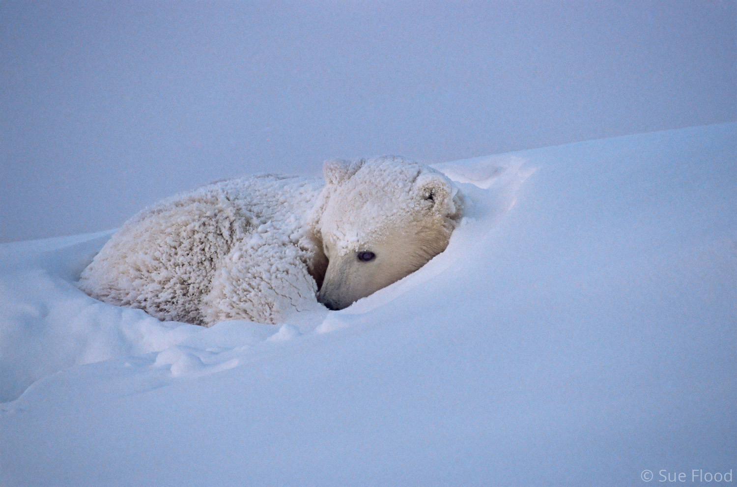 Polar bear cub in snow, Churchill, Manitoba, Canada.