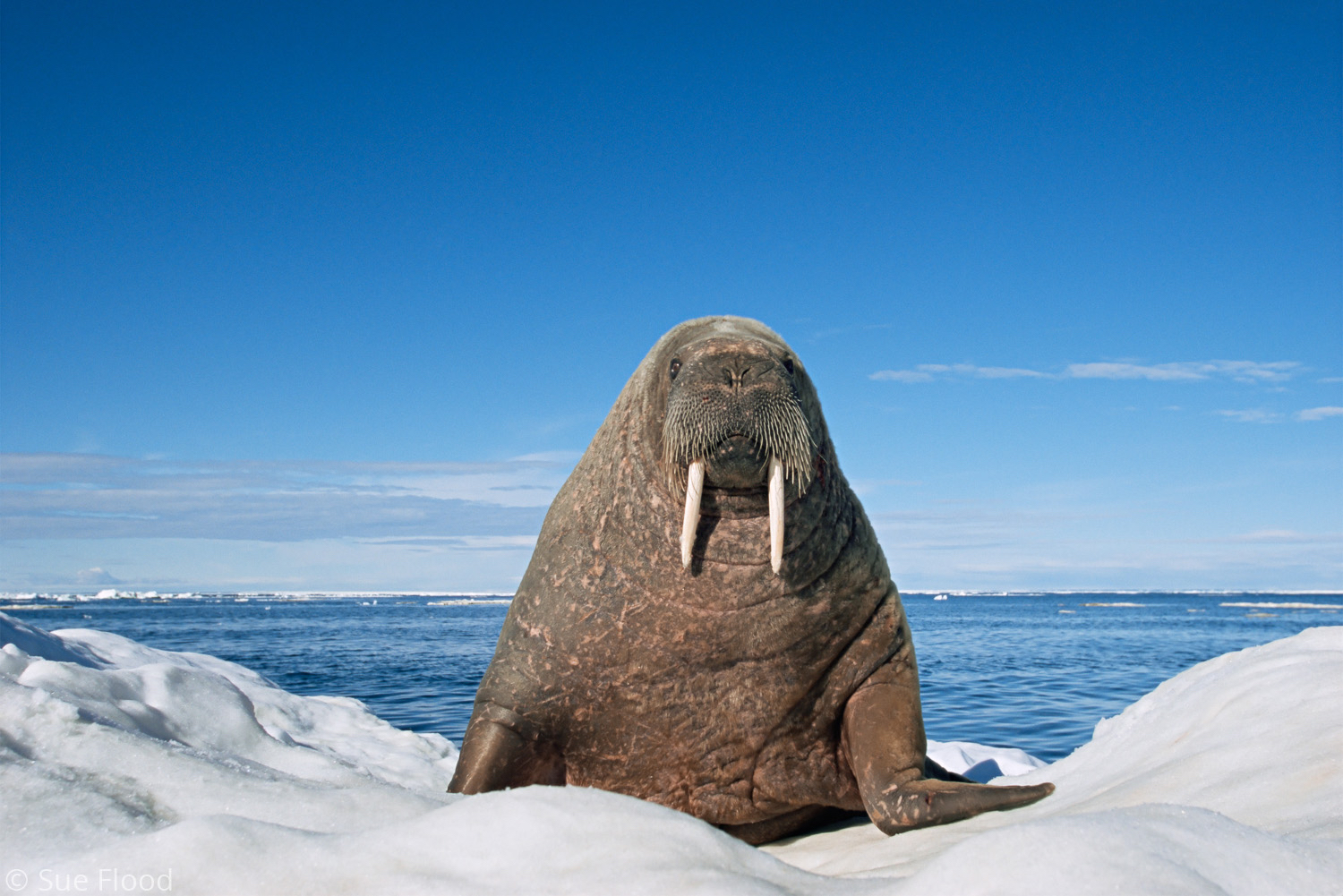 Walrus on ice floe, Igloolik, Canada.