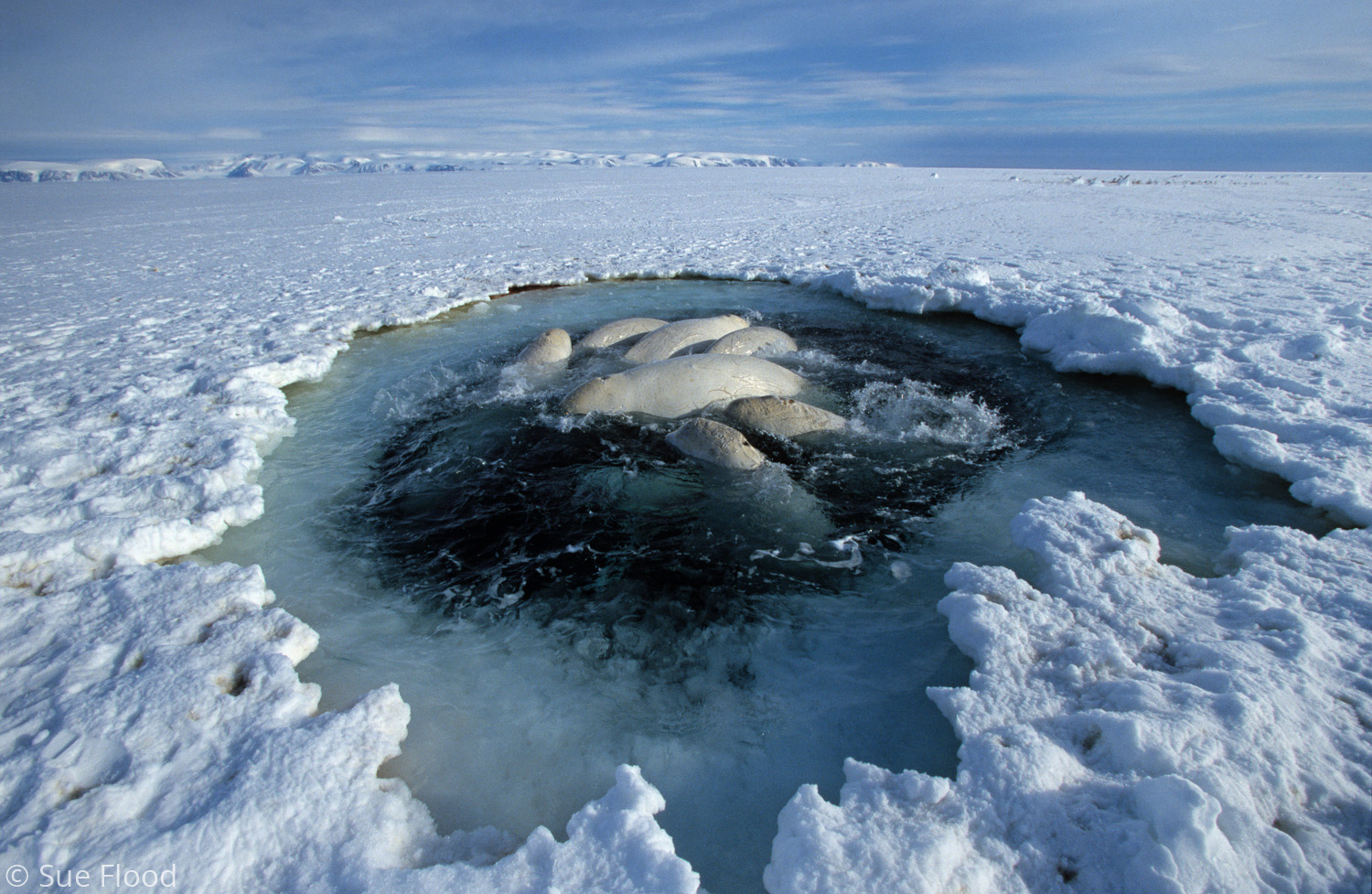 Beluga whales caught in savssat, Nunavut, Canadian high Arctic.