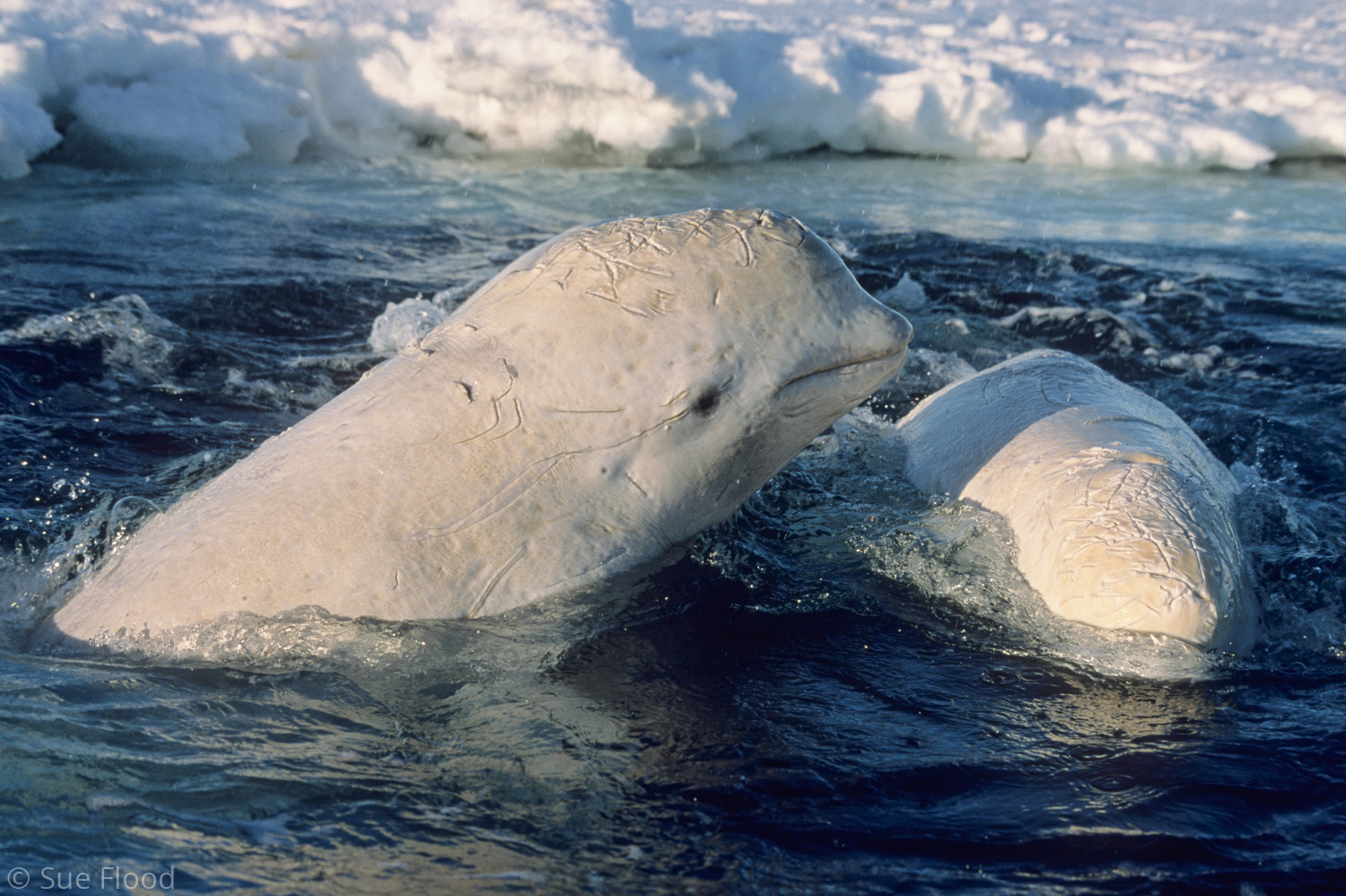 Close up of beluga whales caught in savssat, Nunavut, Canadian high Arctic.