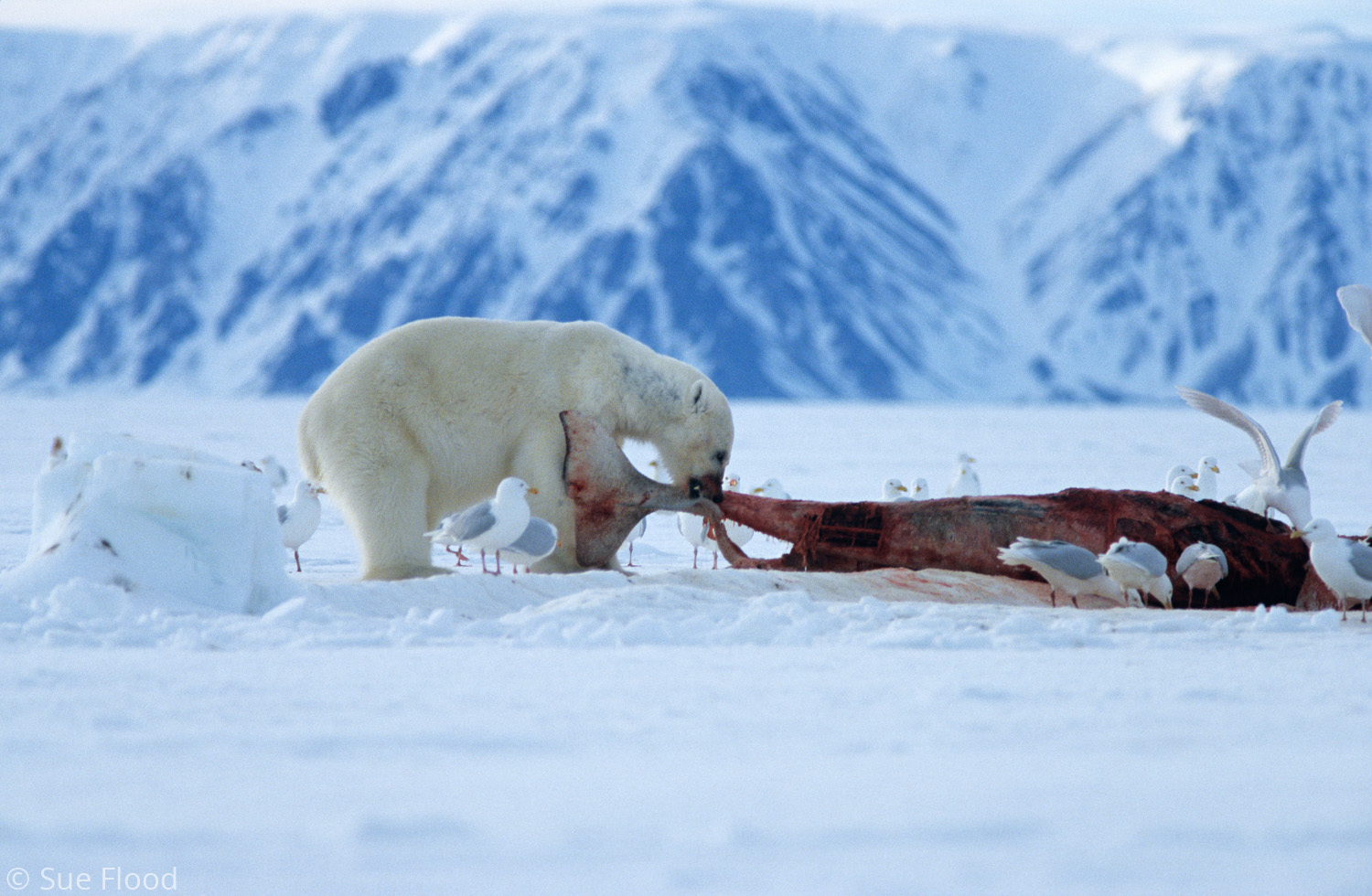 Polar bear feeding on carcass of beluga whale, which was caught in savssat, Nunavut, Canadian high Arctic.