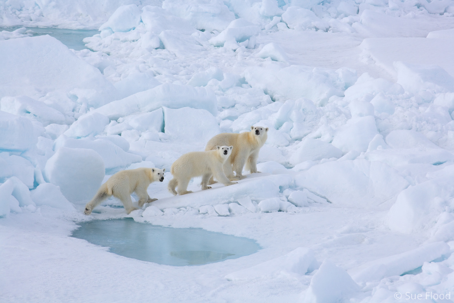 Polar bear mother and cubs, Russian Arctic.