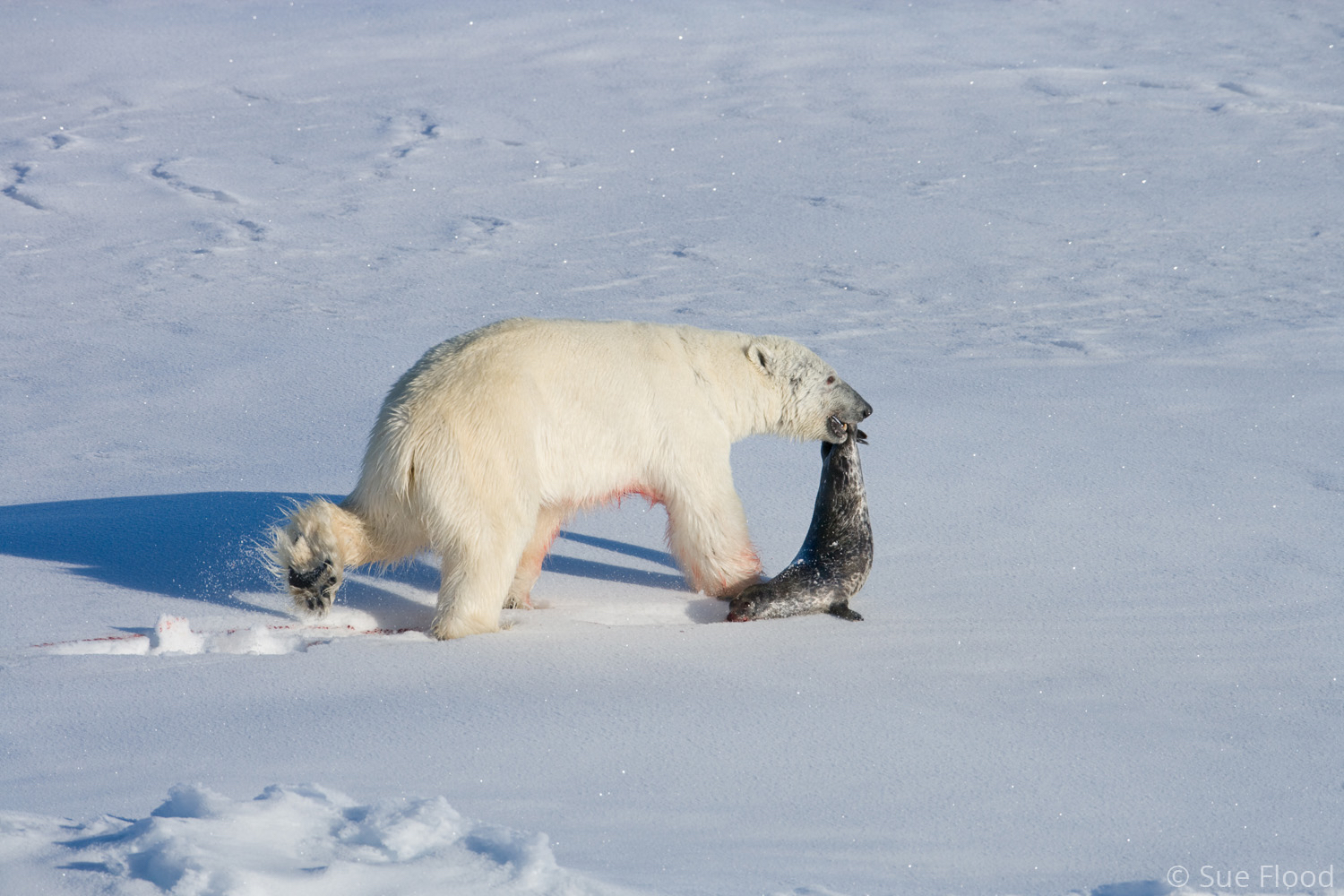 Polar bear with ringed seal prey, Russian Arctic.