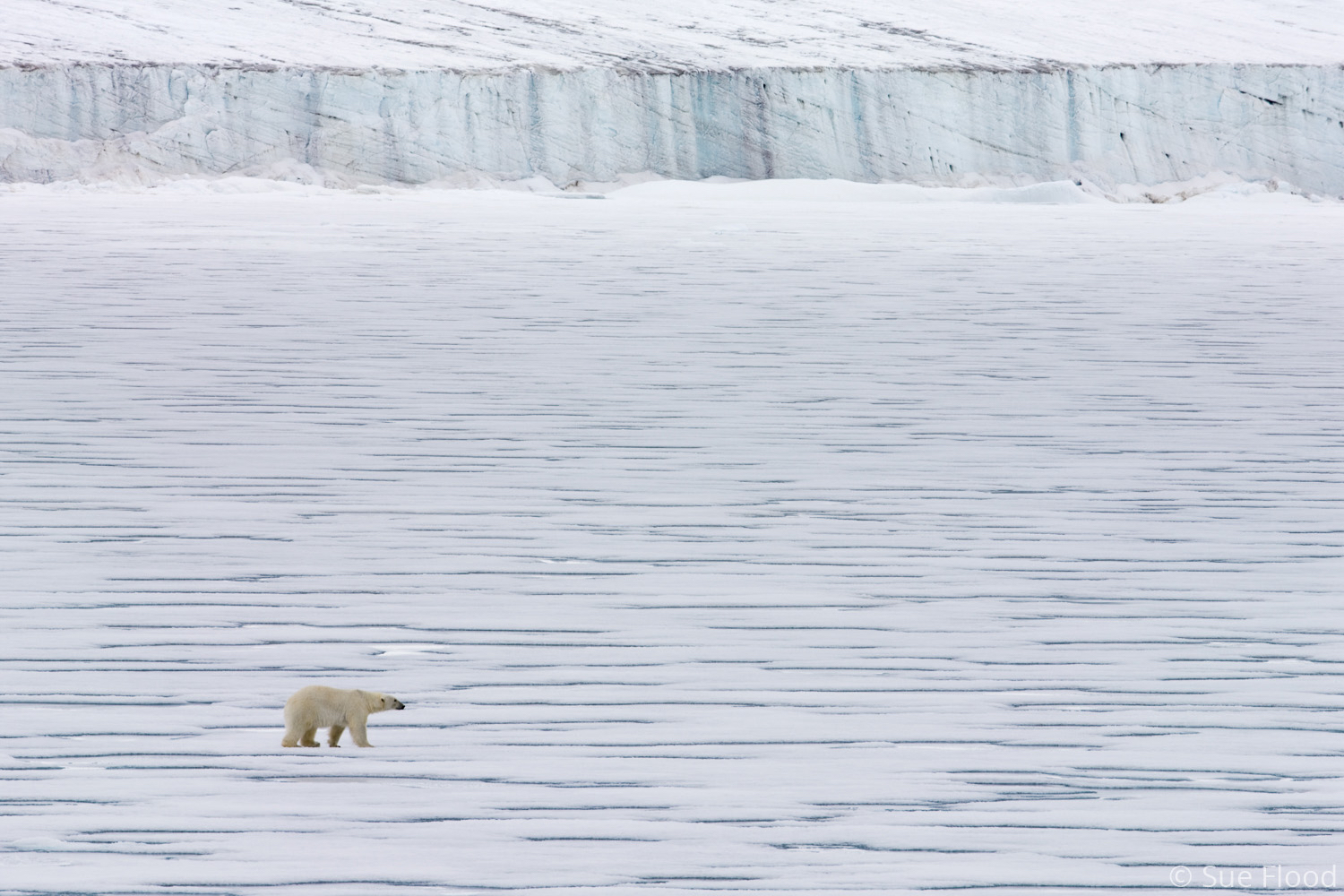 Polar bear, hunting at seal hole, Russian Arctic.