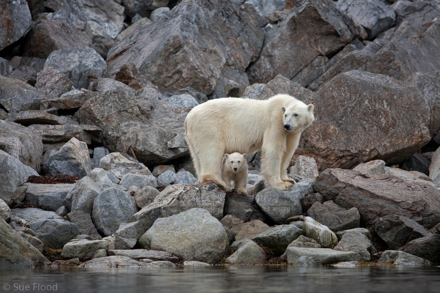 Polar bear mother and cub, Svalbard, Norwegian Arctic.