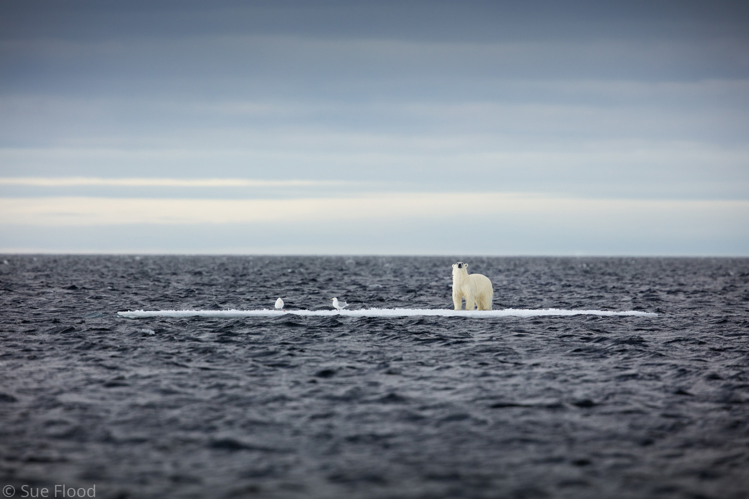 Polar bear on ice floe. Lancaster Sound, Nunavut, Canadian high Arctic.