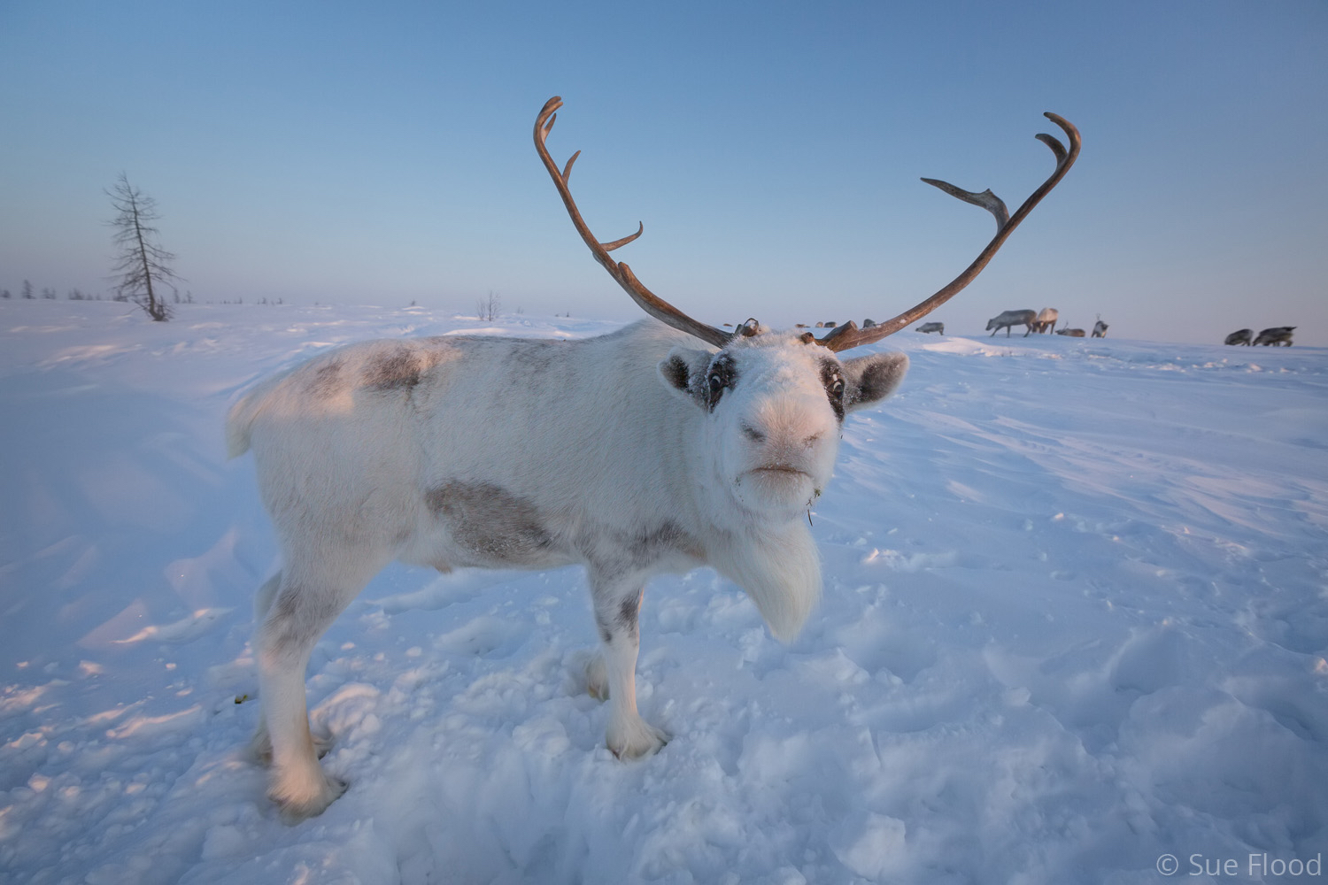 Reindeer, Yamal peninsula, Siberia