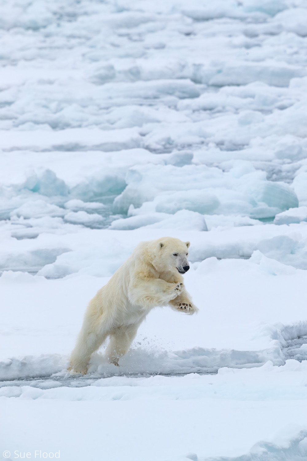 Polar bear, Svalbard, Norwegian Arctic.